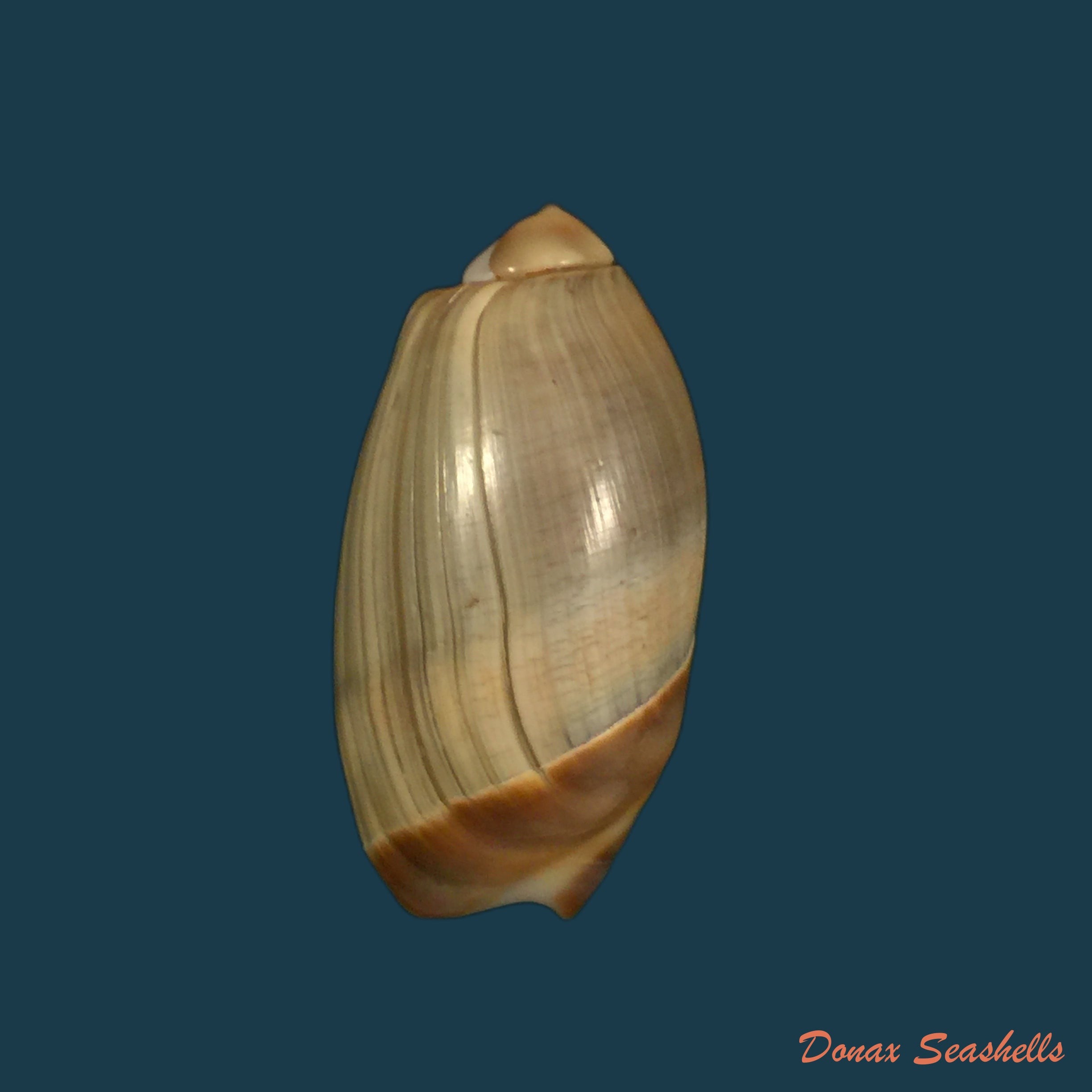 copia-de-agaronia-steeriae-reeve-1850-31-4mm-1