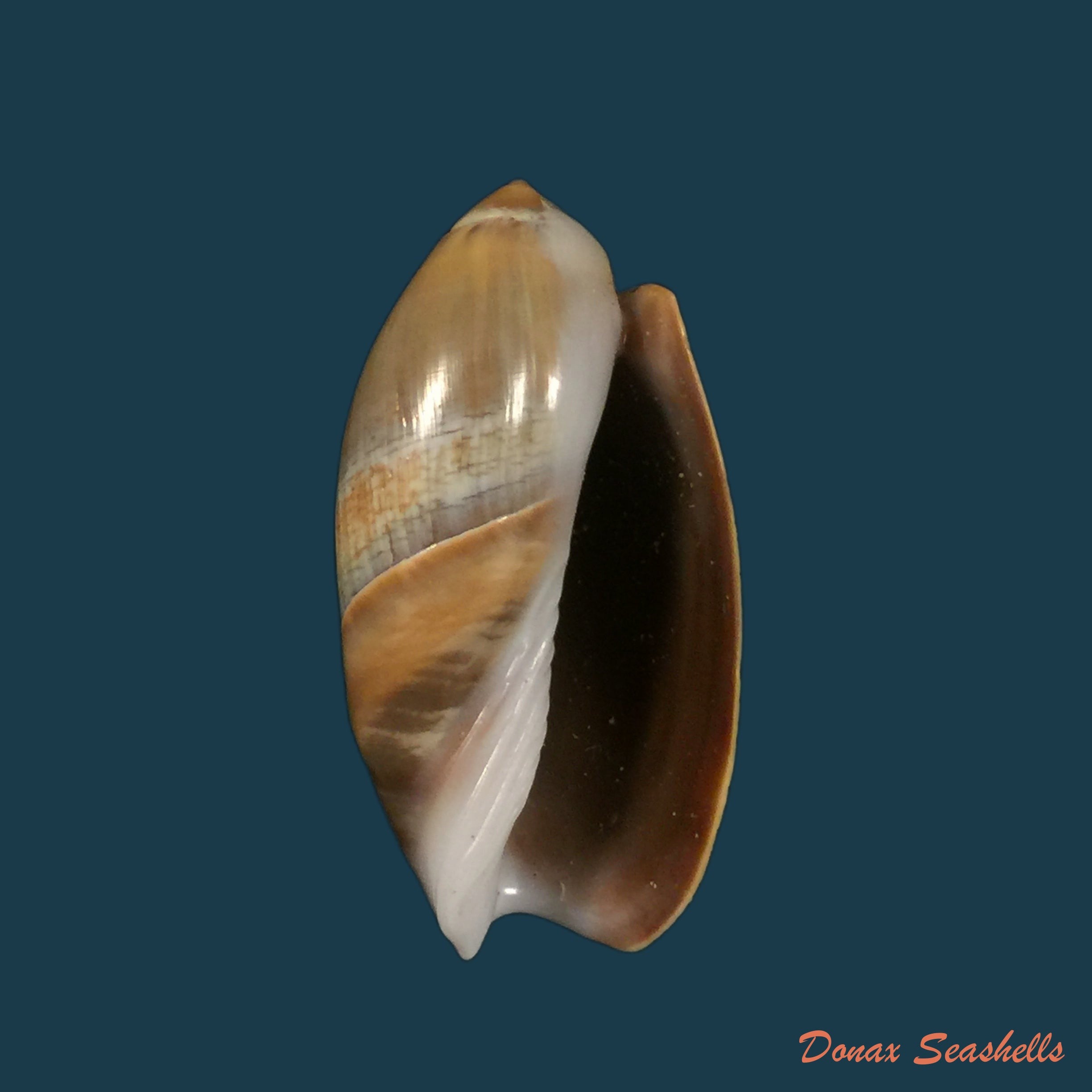 copia-de-agaronia-steeriae-reeve-1850-31-4mm-1
