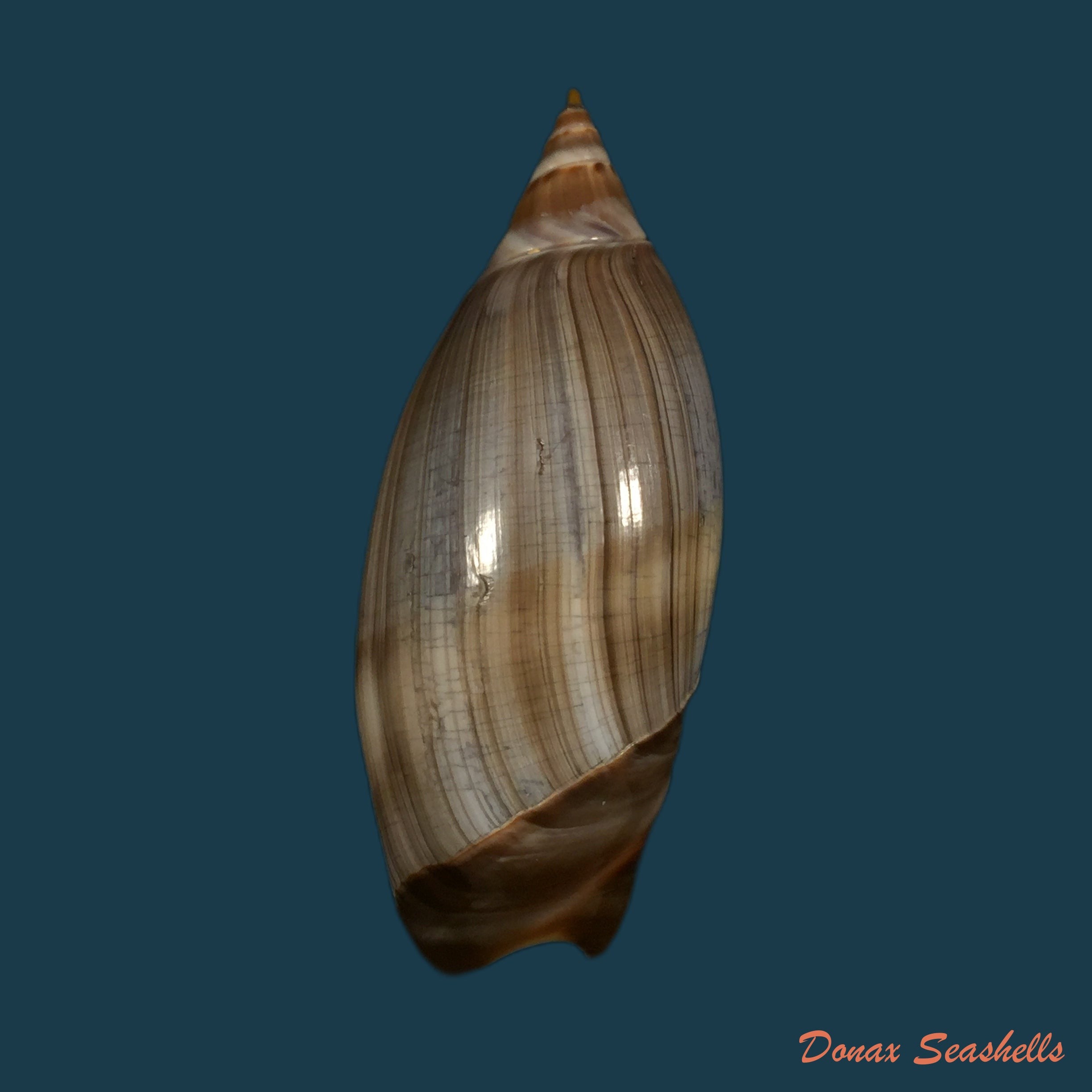 copia-de-agaronia-steeriae-reeve-1850-33-1mm-1
