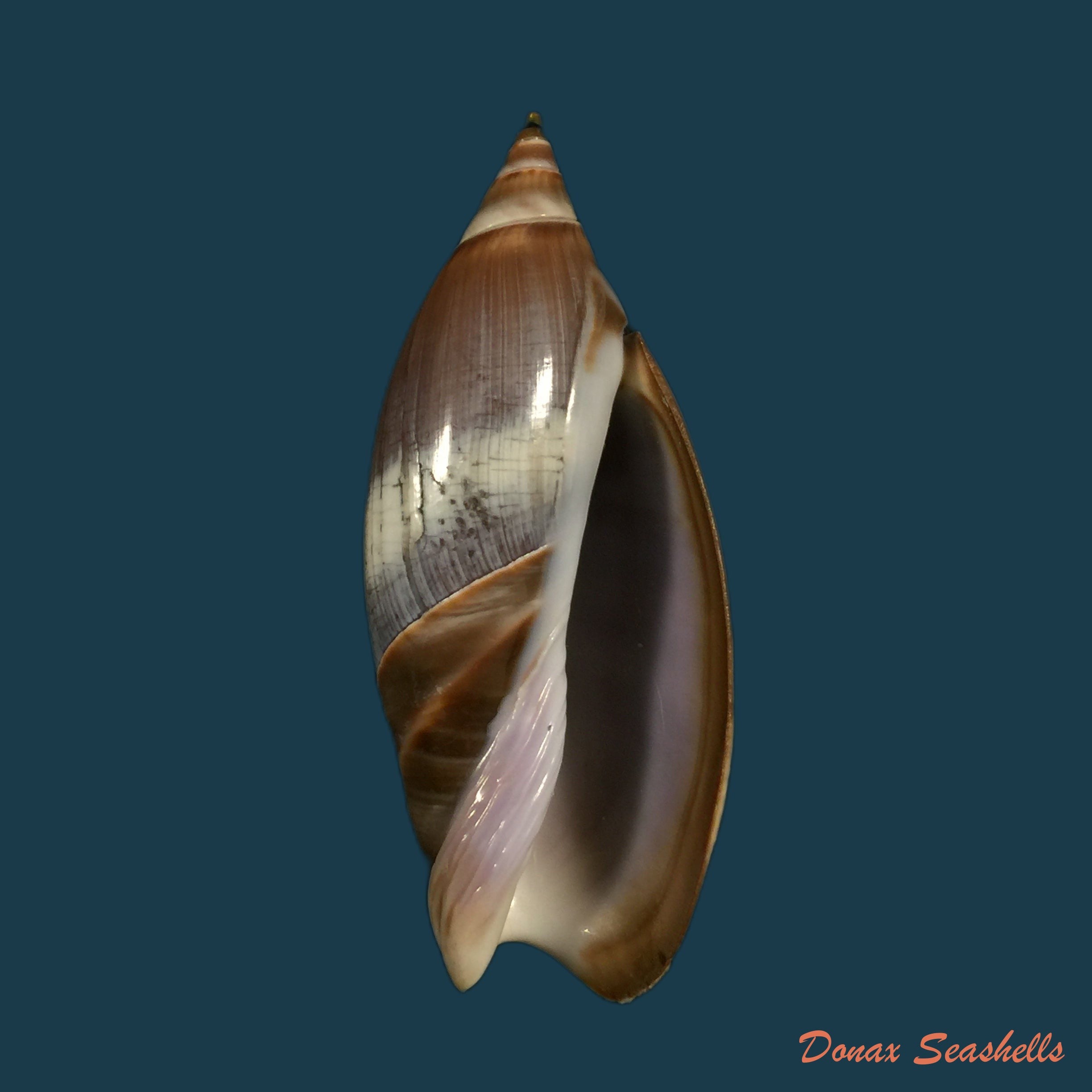 copia-de-agaronia-steeriae-reeve-1850-33-1mm-1