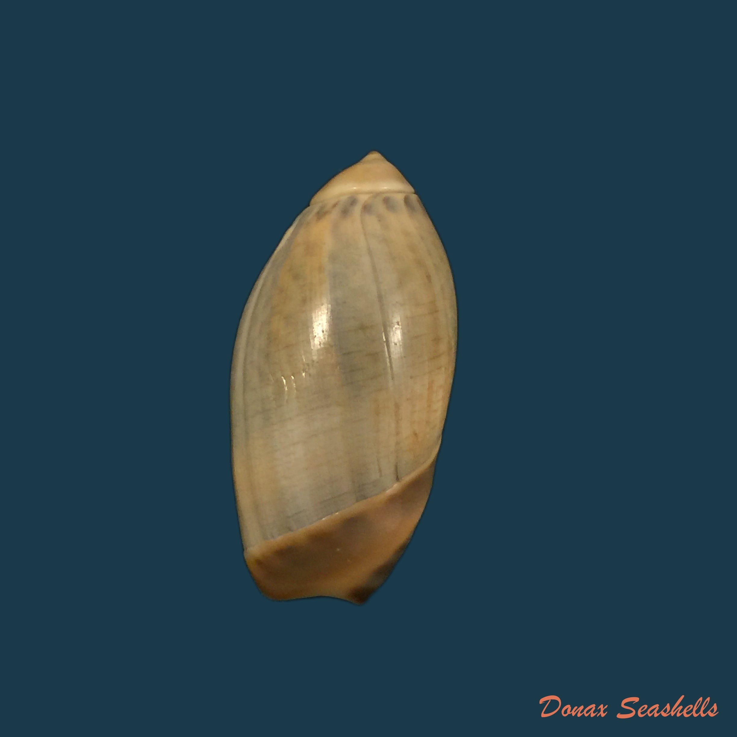 copia-de-agaronia-steeriae-reeve-1850-33-1mm