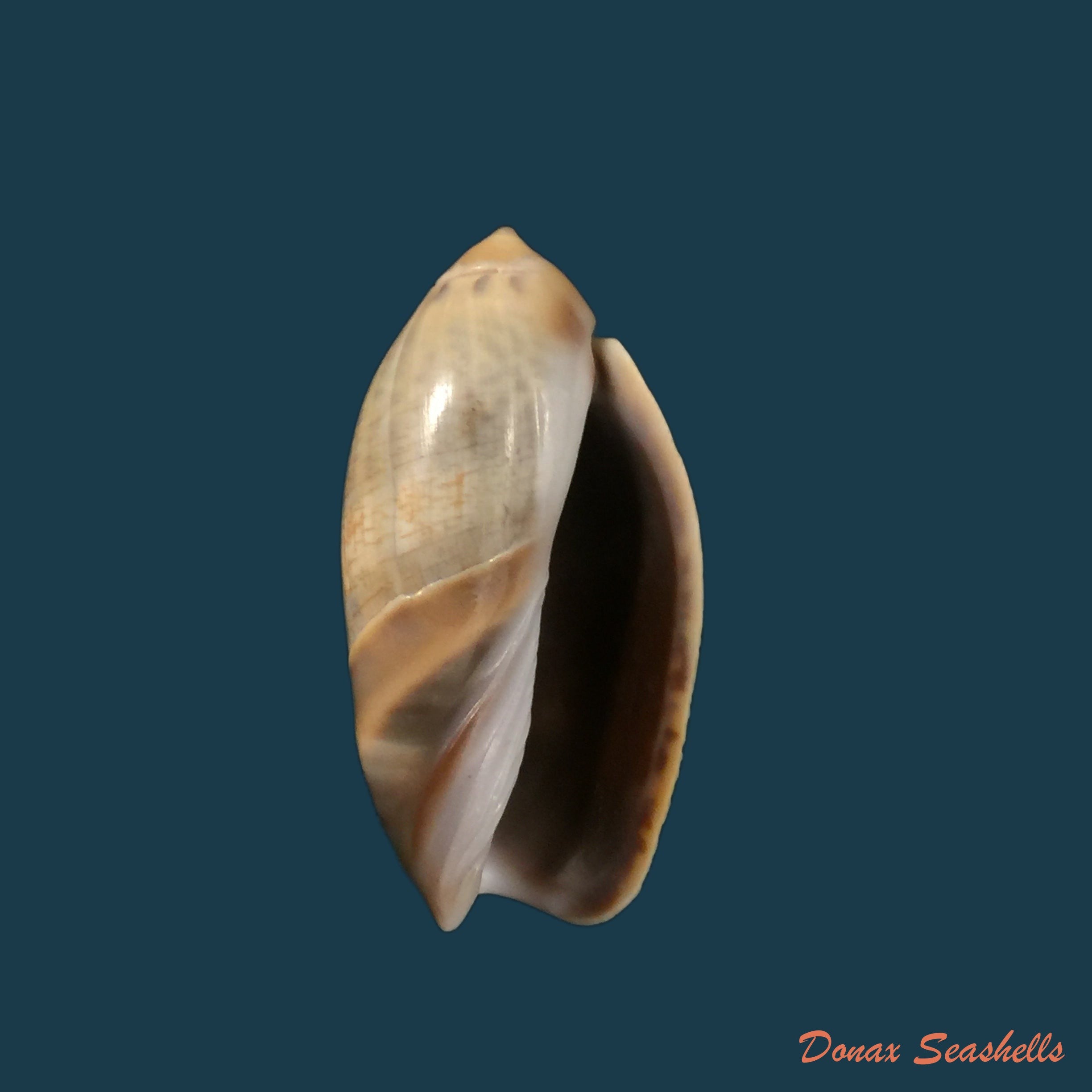 copia-de-agaronia-steeriae-reeve-1850-33-1mm