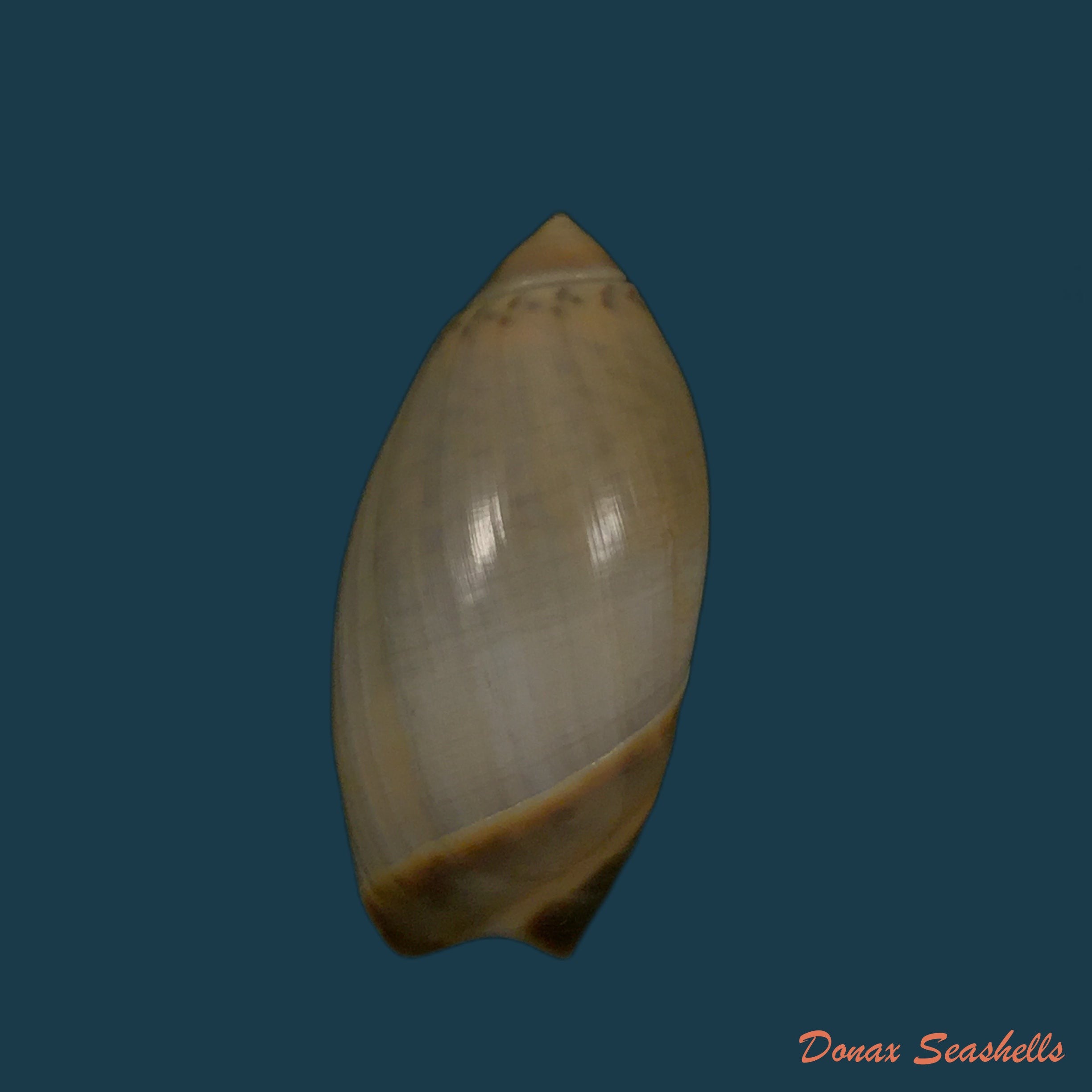 copia-de-agaronia-steeriae-reeve-1850-33-7mm