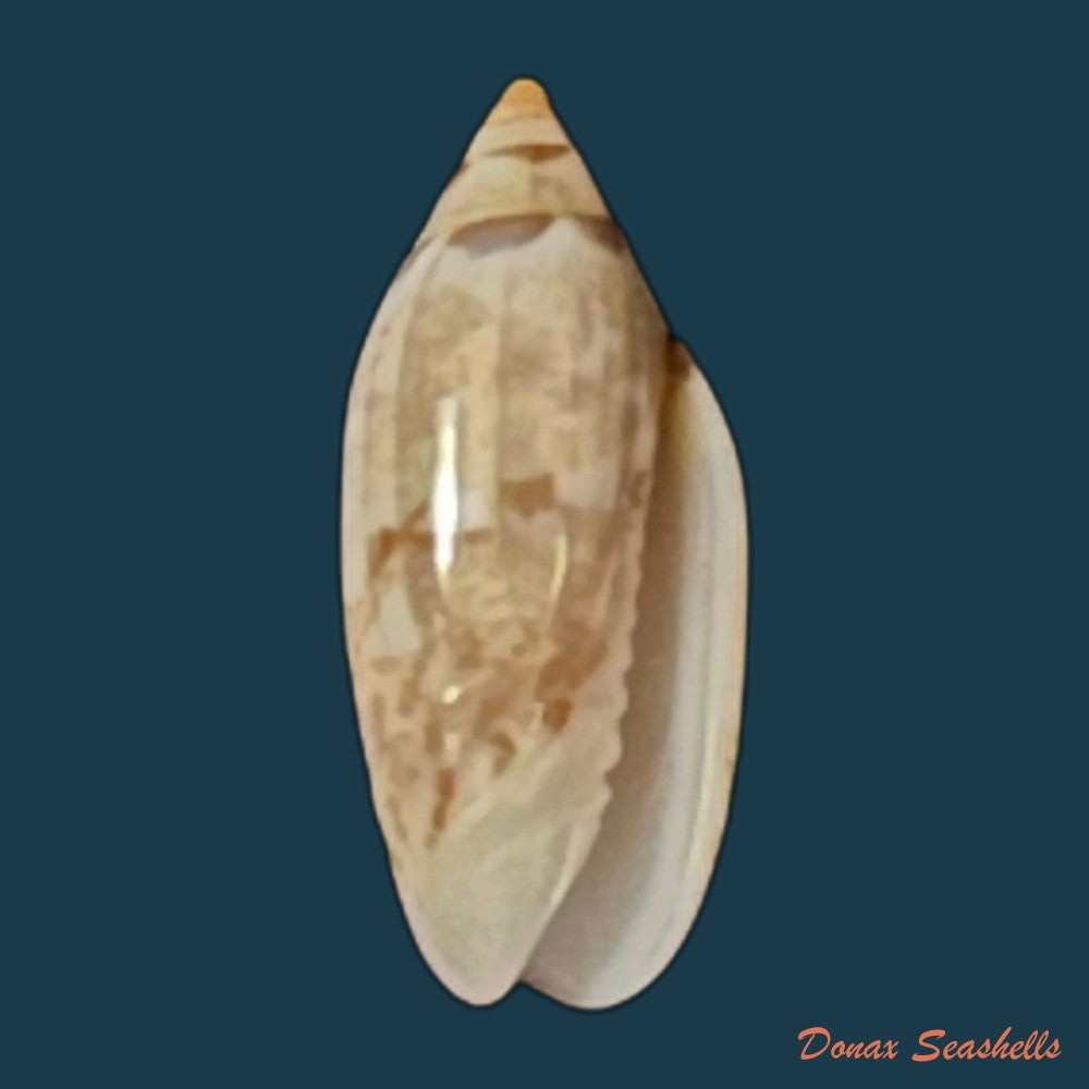 copia-de-agaronia-travassosi-morretes-1938-69-3mm