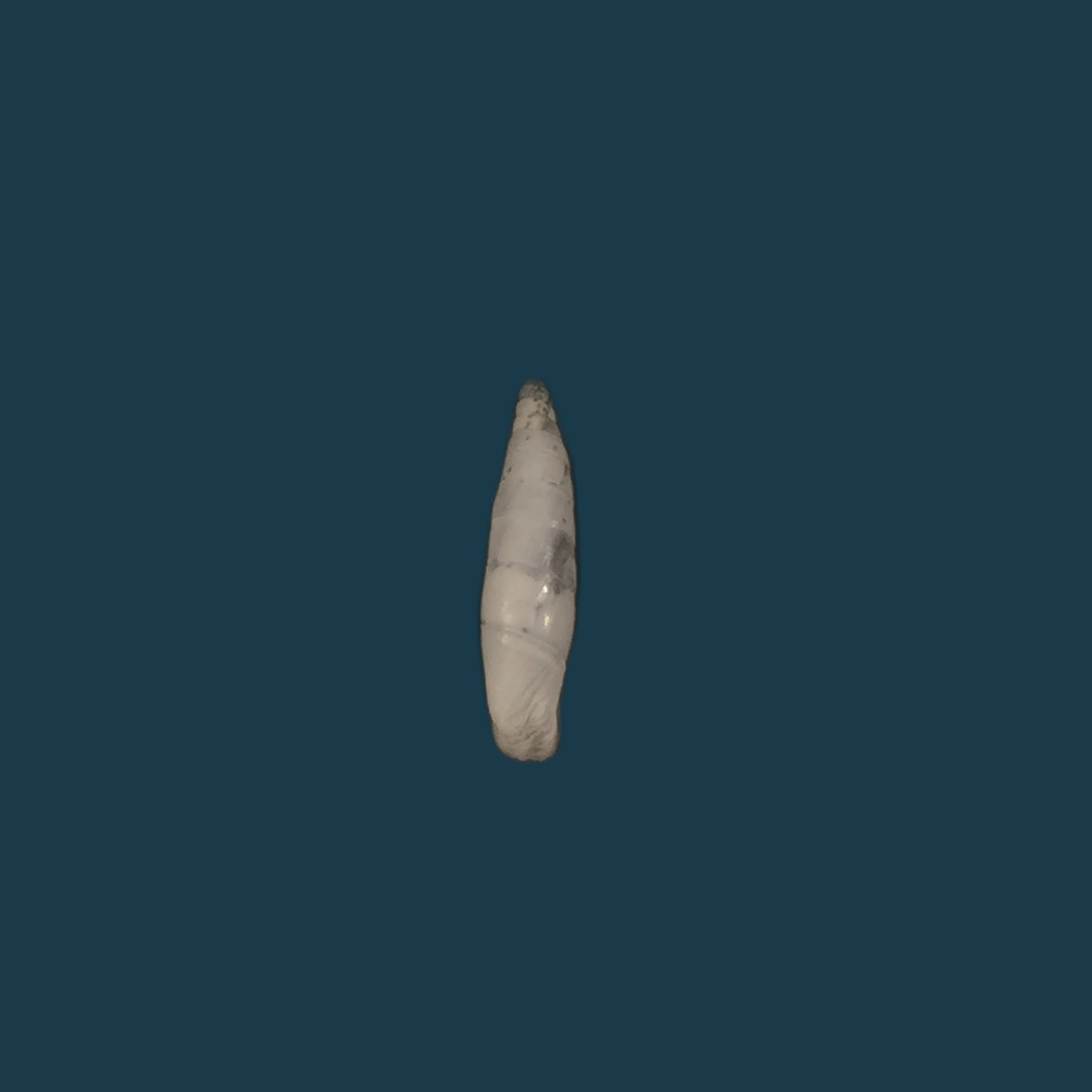 Albinaria turrita (L. Pfeiffer, 1850) - 16,5mm