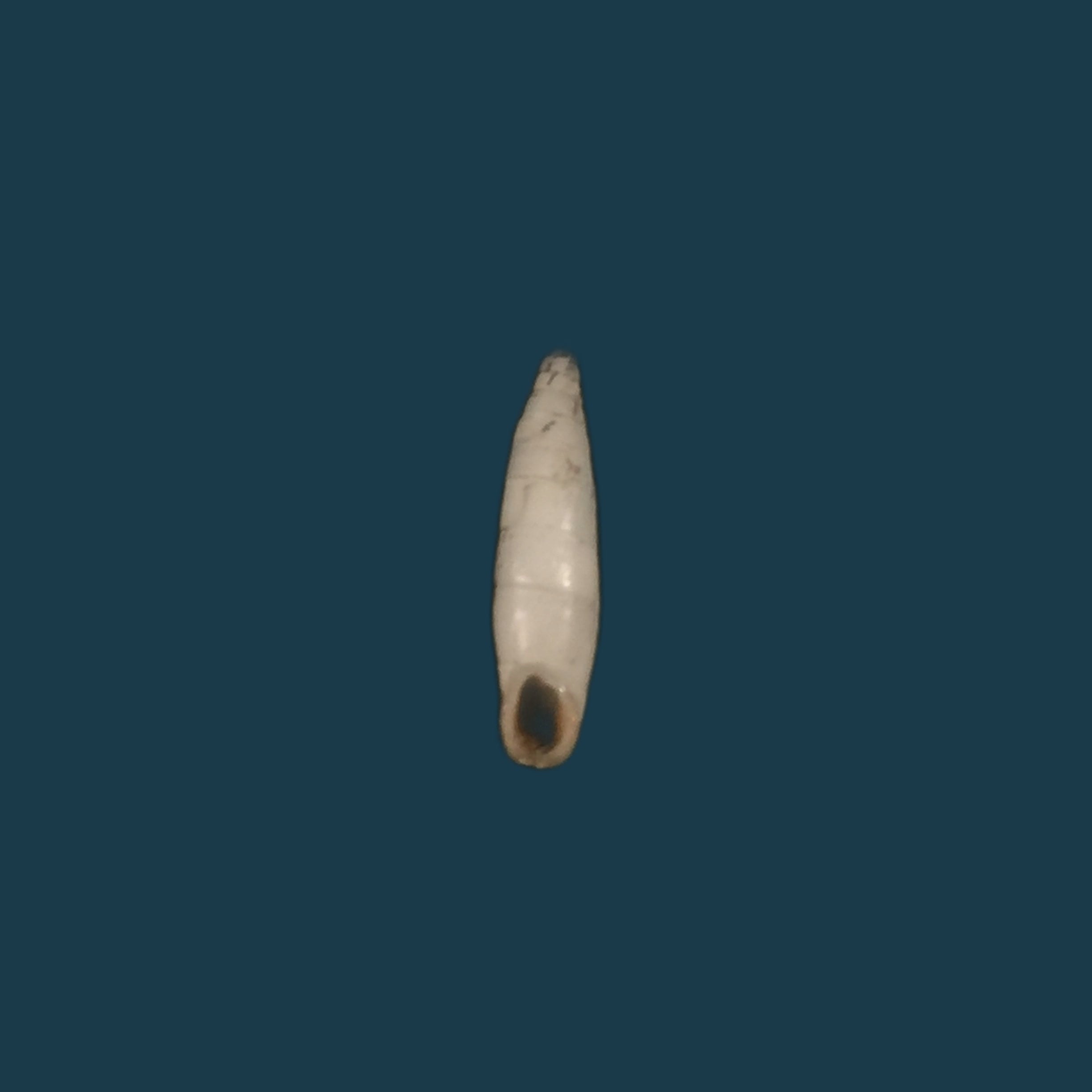 Albinaria turrita (L. Pfeiffer, 1850) - 16,5mm