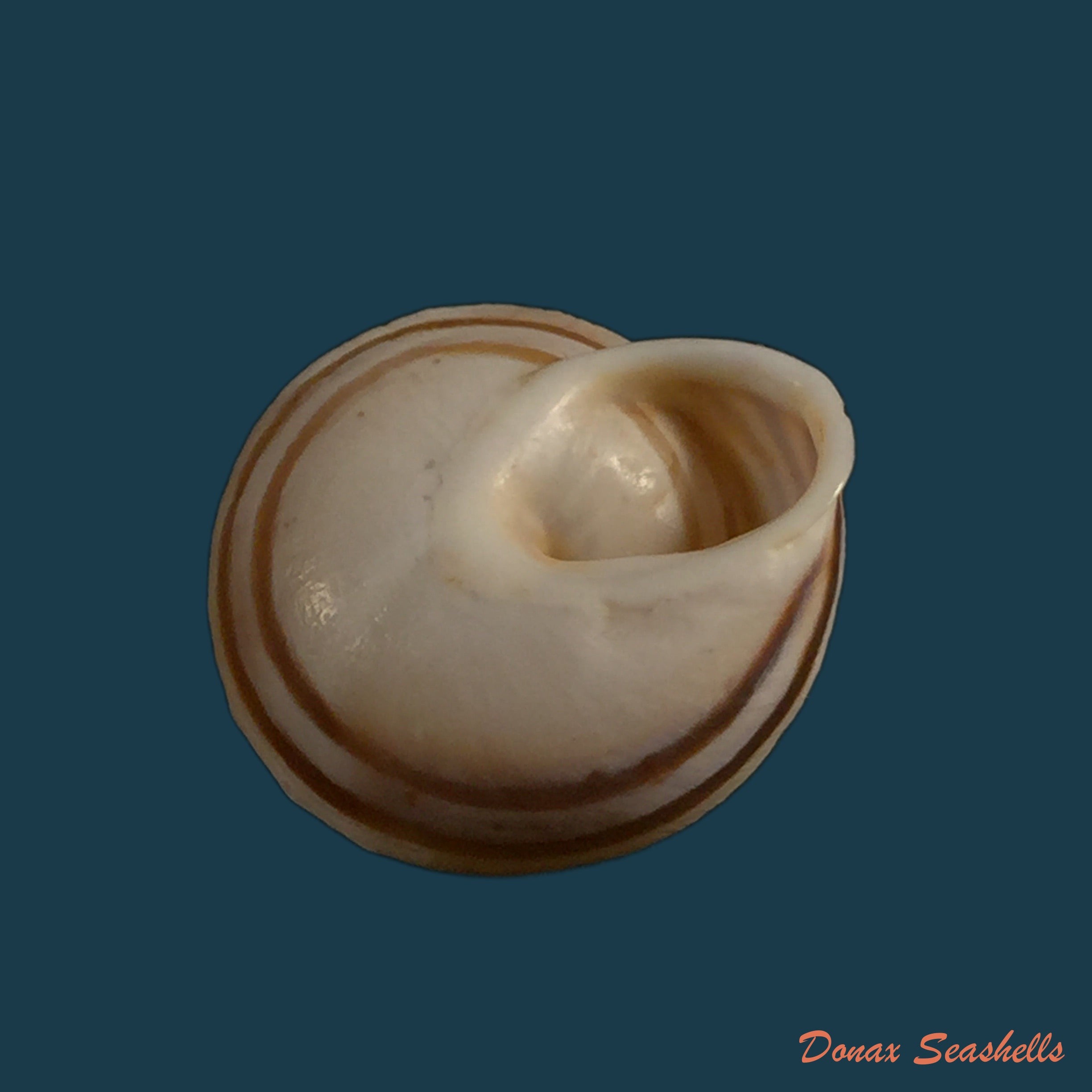 copia-de-alabastrina-carminis-t-cossignani-j-ahuir-2012-20-2mm