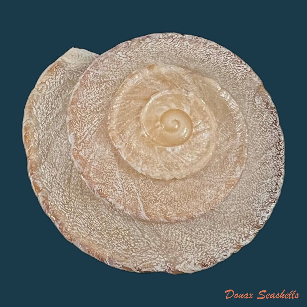 copia-de-alabastrina-homadensis-j-ahuir-2018-26-3mm