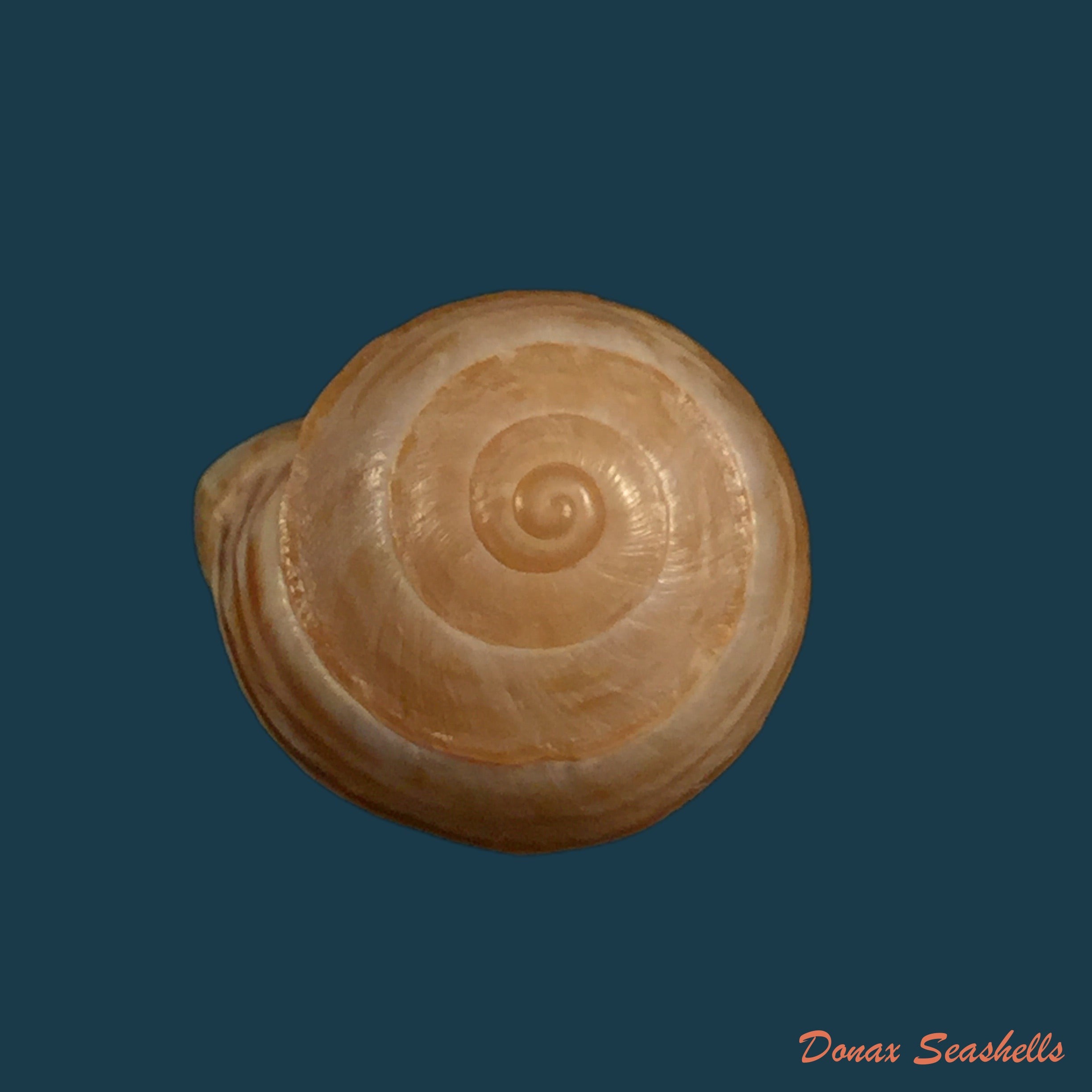 copia-de-alabastrina-rufa-pallary-1926-18-9mm