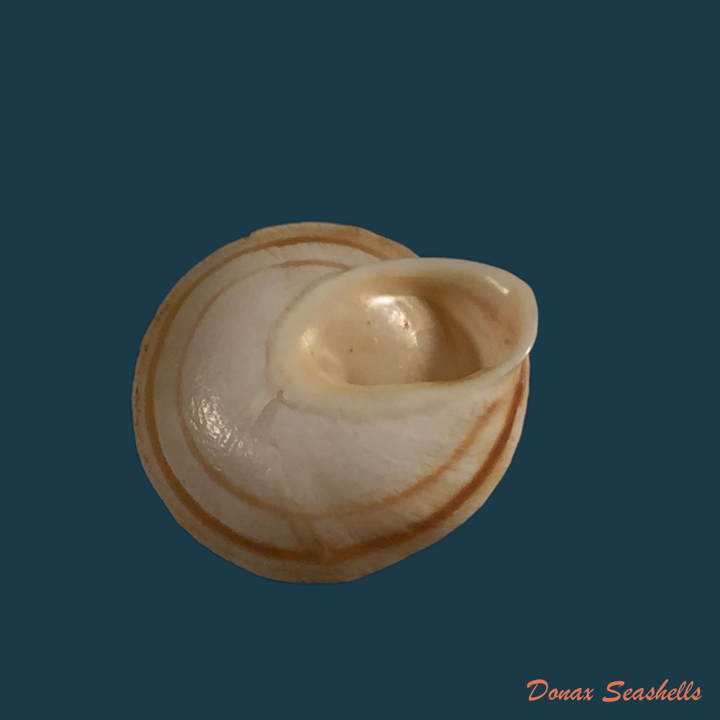 copia-de-alabastrina-rufa-pallary-1926-18-9mm