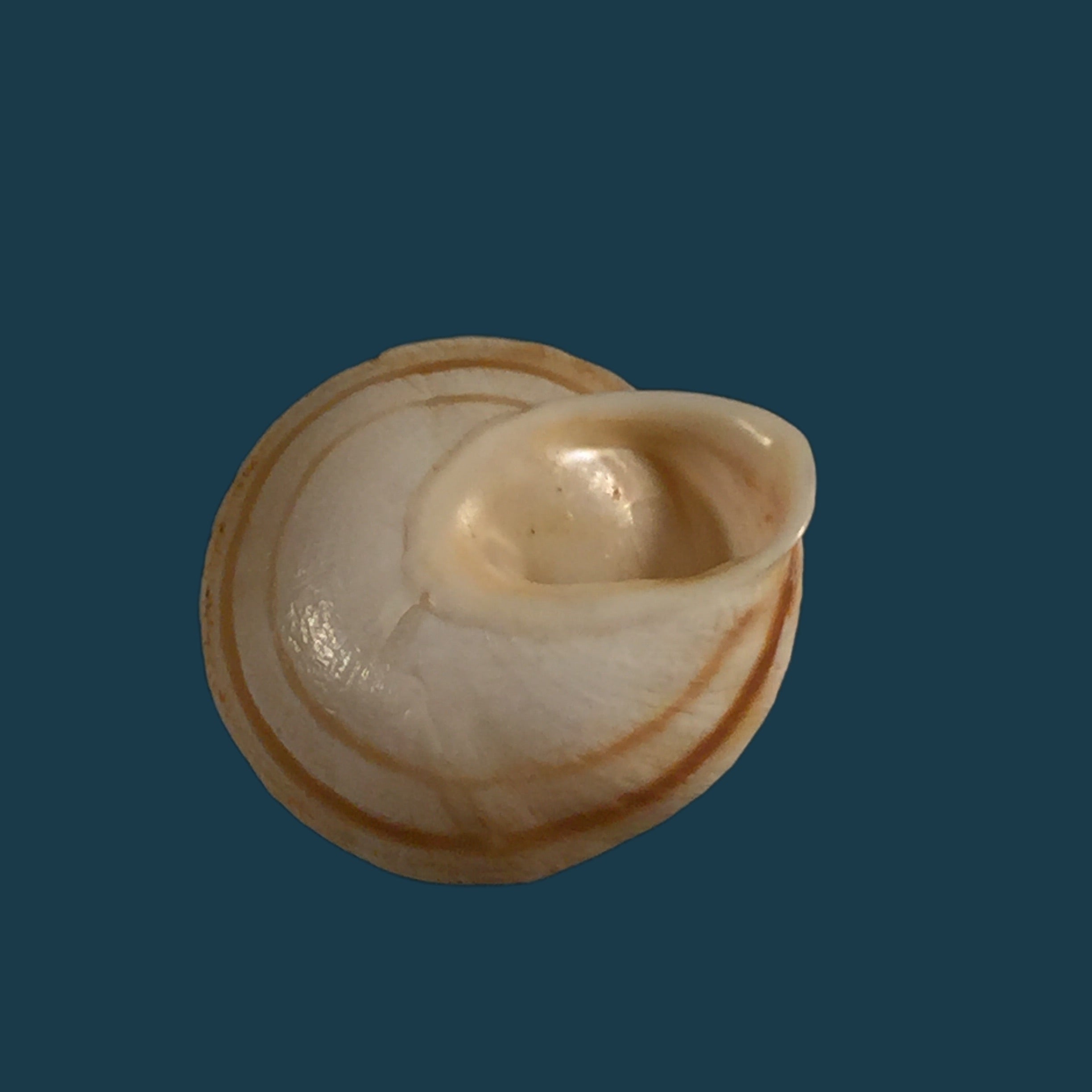 Alabastrina carminis T. Cossignani & J. Ahuir, 2012 - 20,2mm