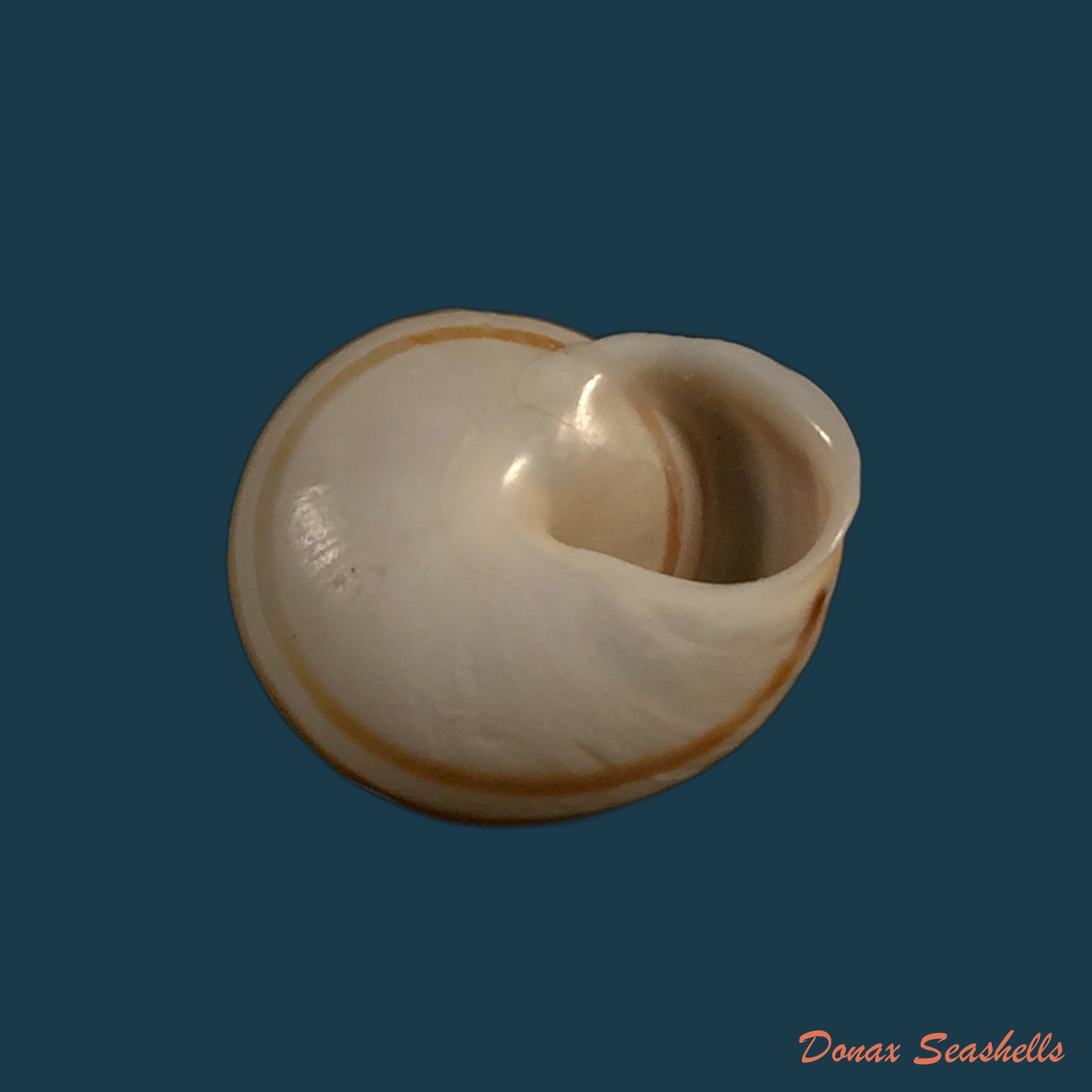 copia-de-alabastrina-rufa-pallary-1926-20-8mm
