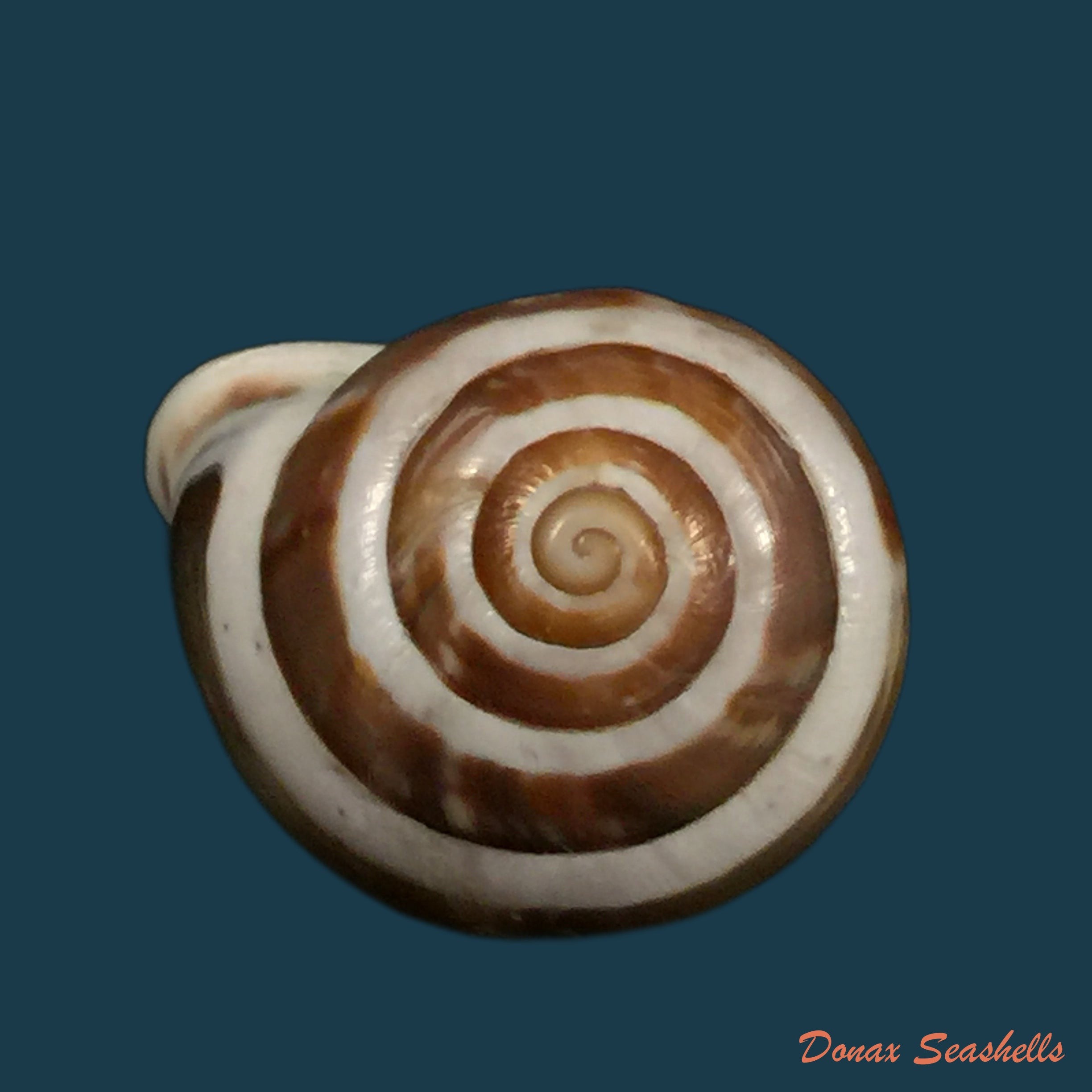 copia-de-alabastrina-soluta-michaud-1833-19-3mm