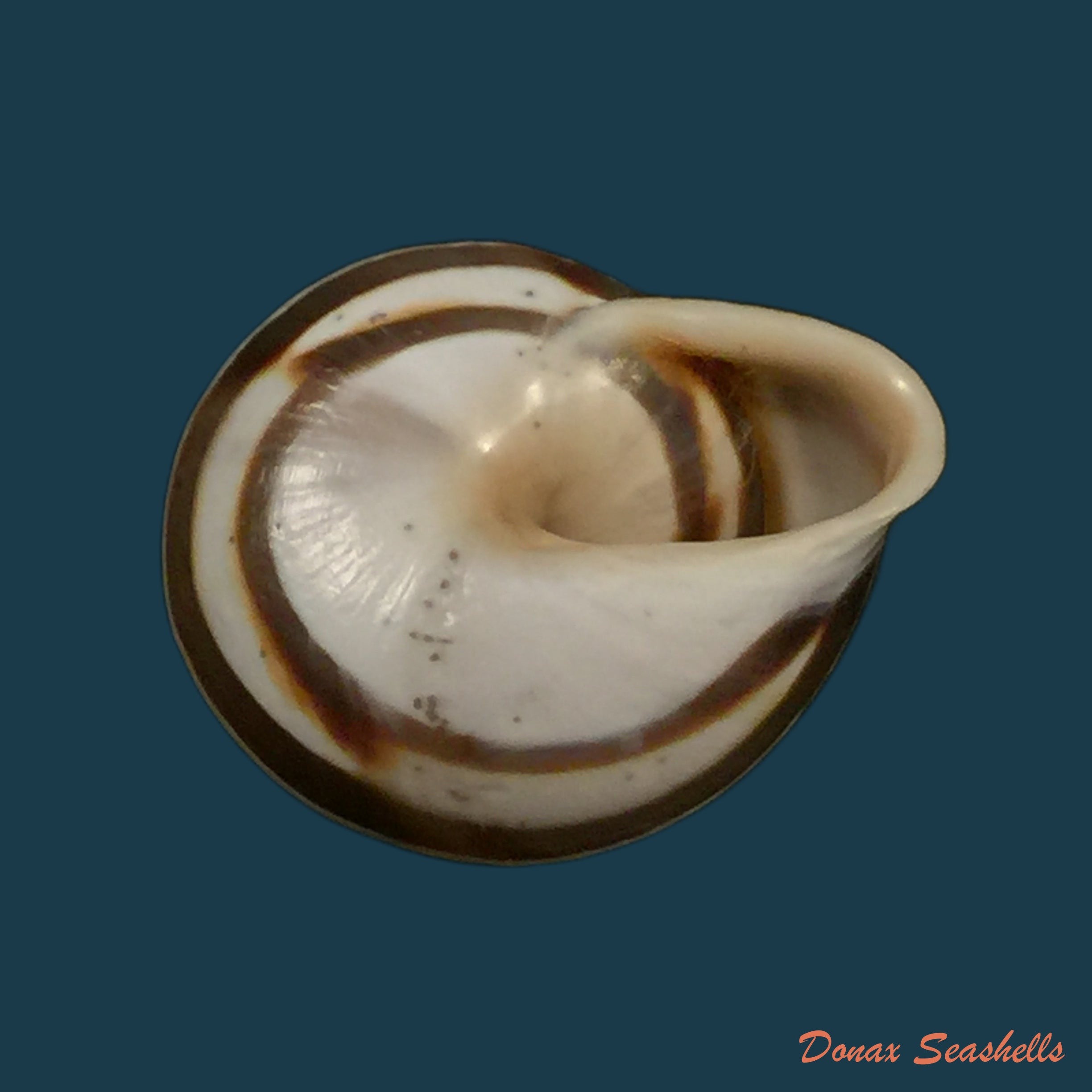 copia-de-alabastrina-soluta-michaud-1833-19-3mm
