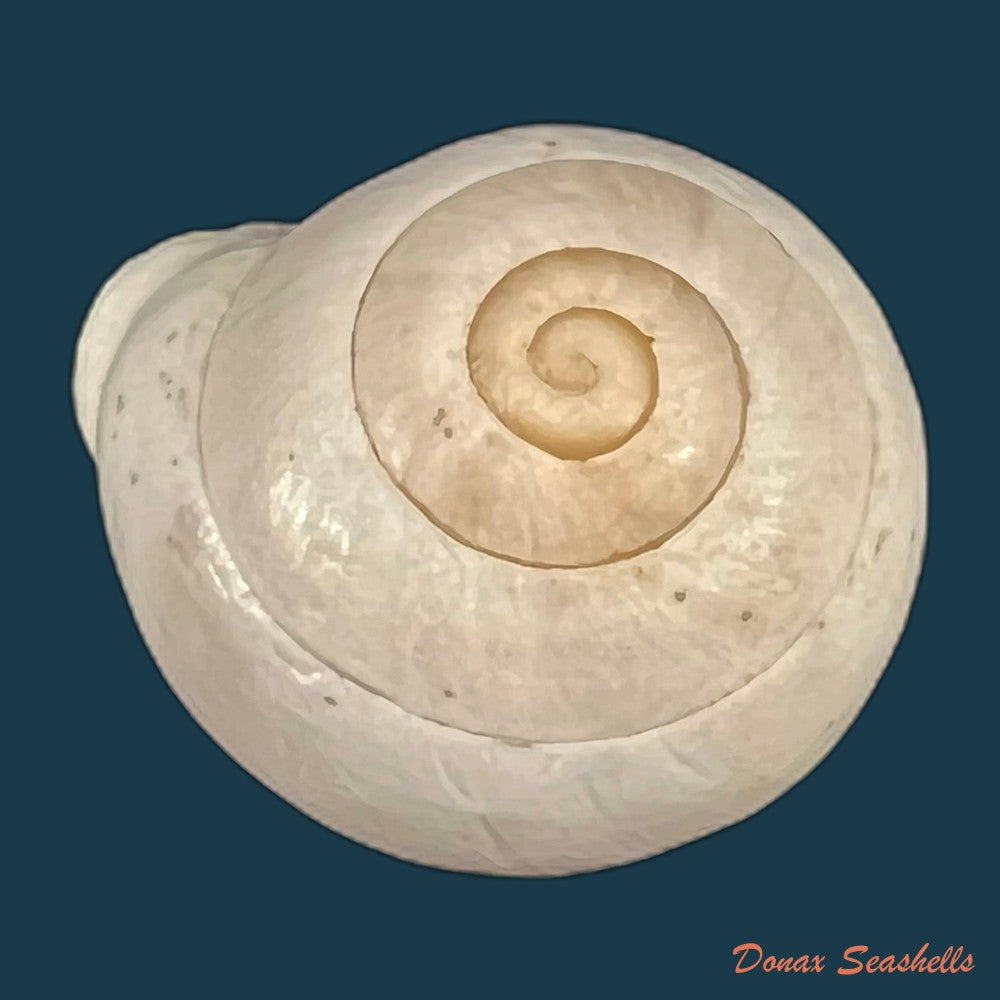 copia-de-alabastrina-soluta-plumbea-pallary-1920-21-7mm