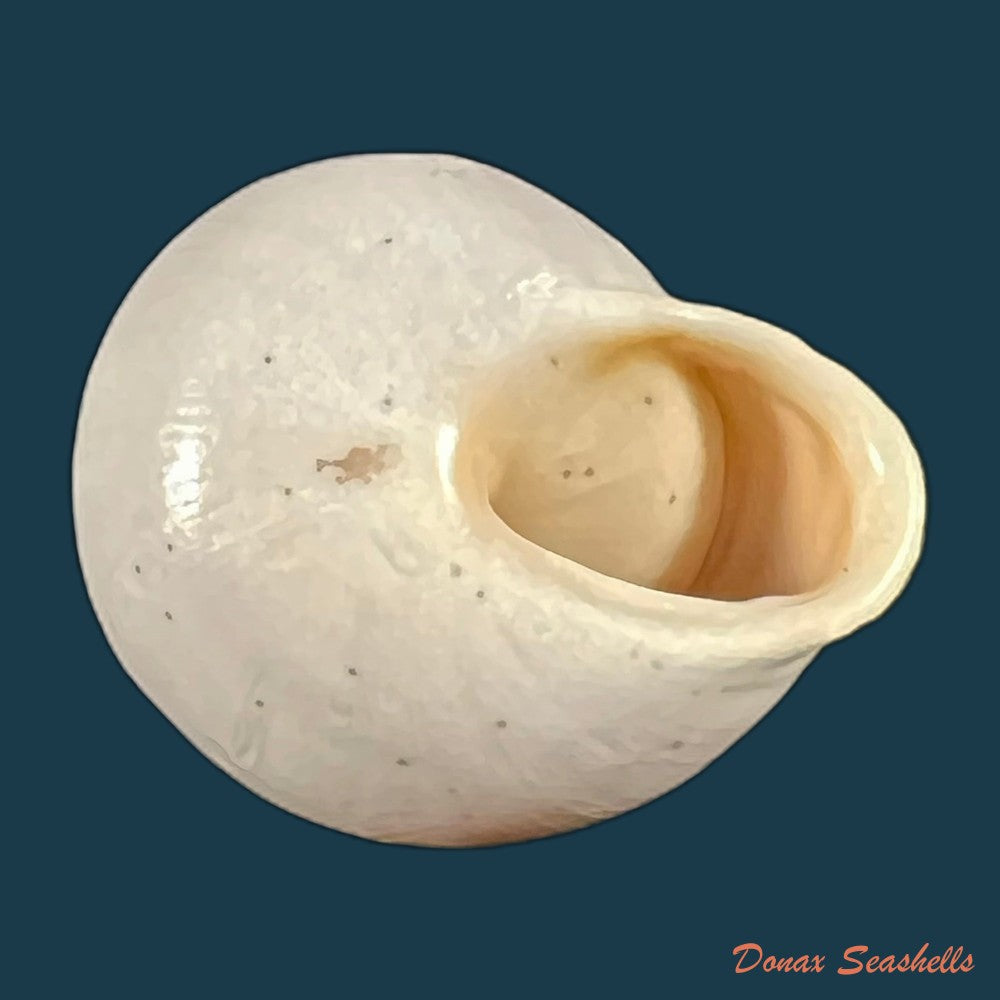 copia-de-alabastrina-soluta-plumbea-pallary-1920-21-7mm