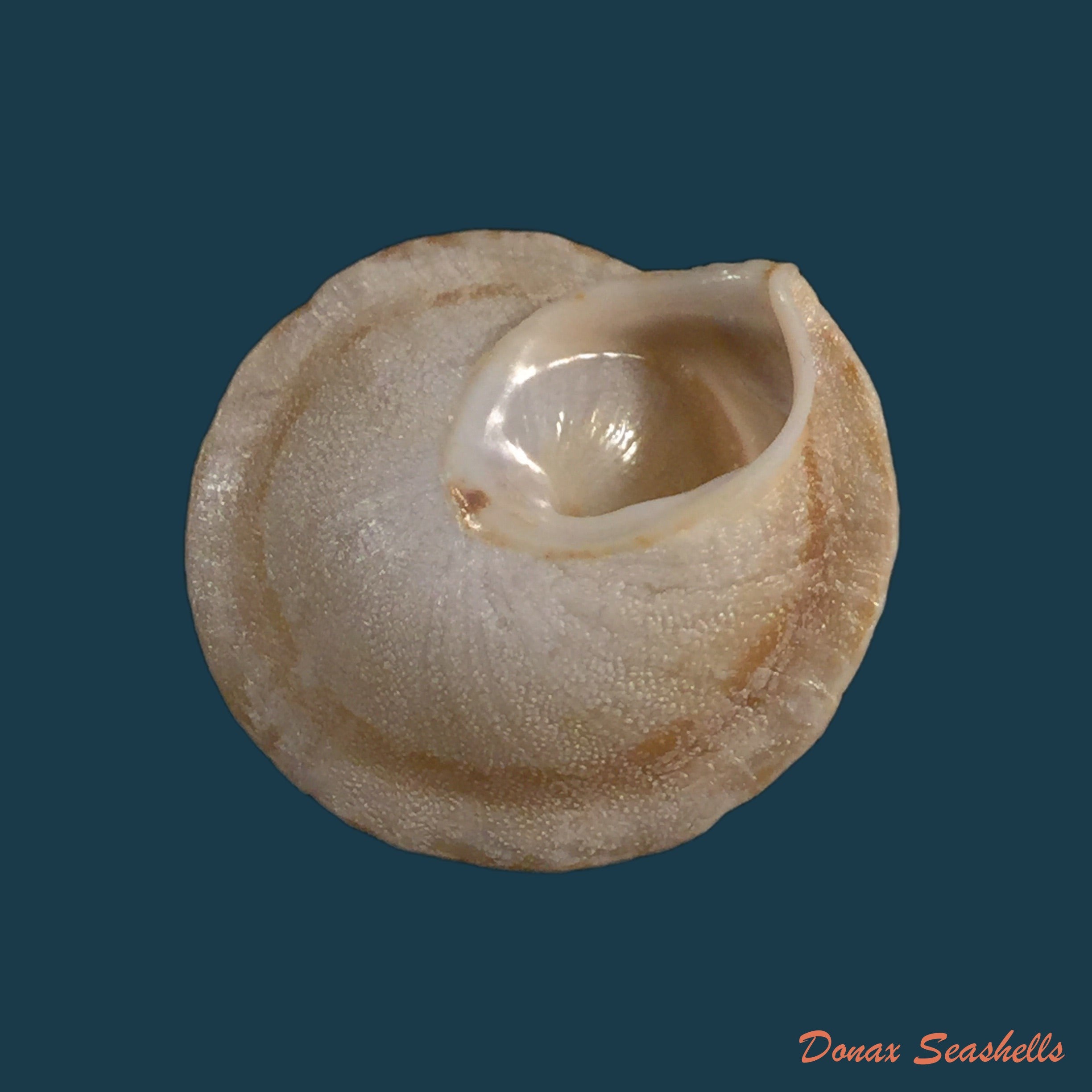 copia-de-alabastrina-tilmiratensis-pallary-1933-24-4mm