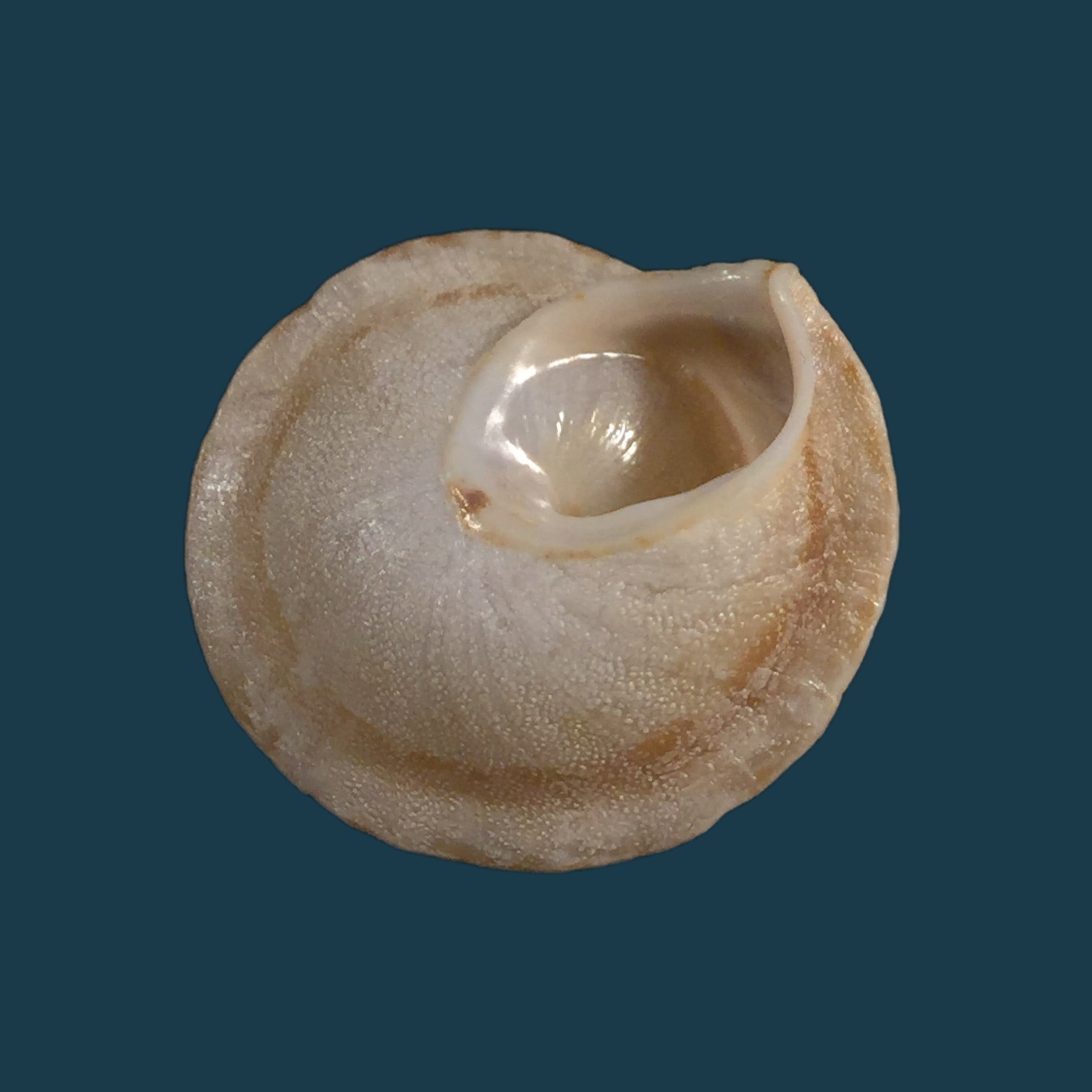 Alabastrina homadensis J. Ahuir, 2018 - 24,9mm