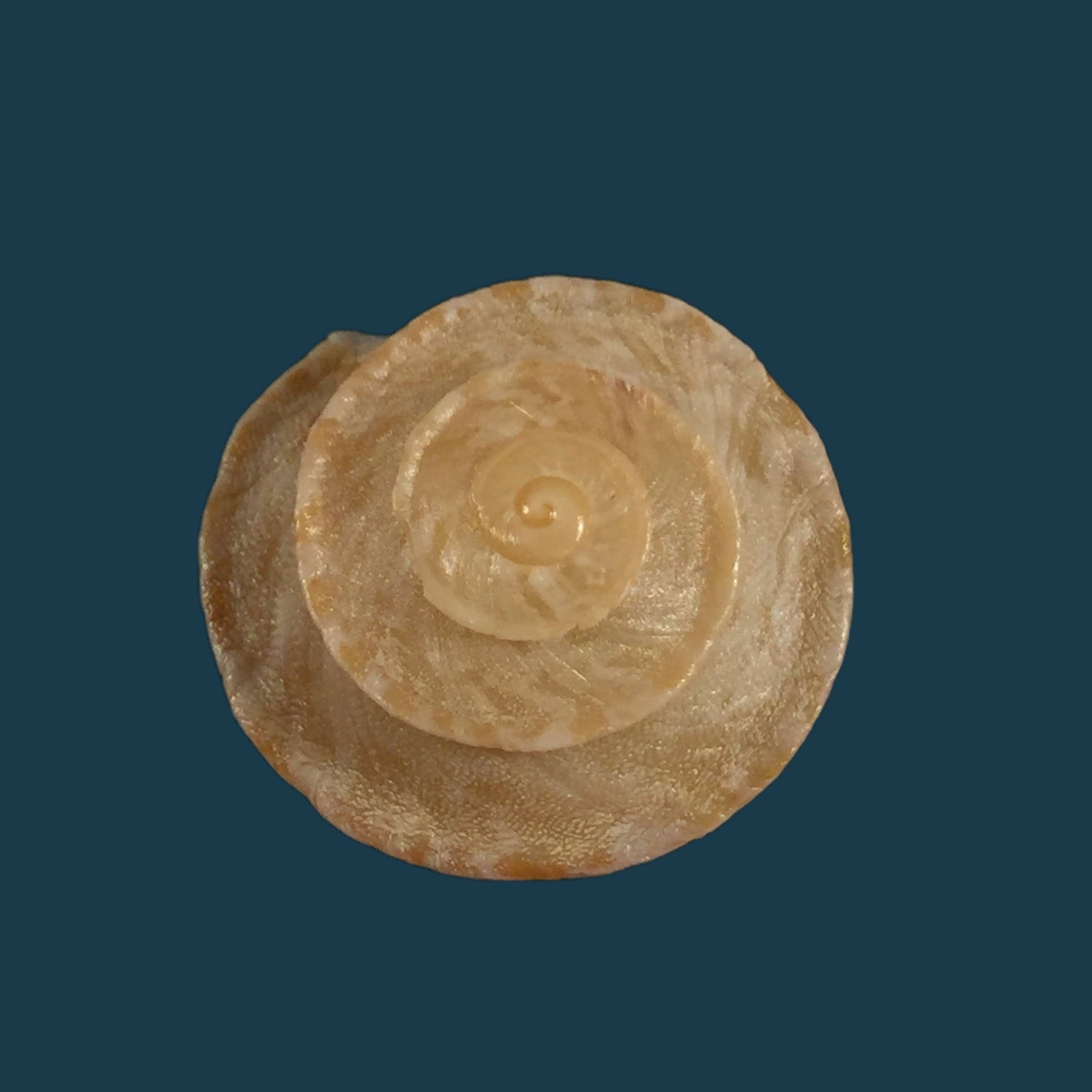 Alabastrina homadensis J. Ahuir, 2018 - 24,9mm