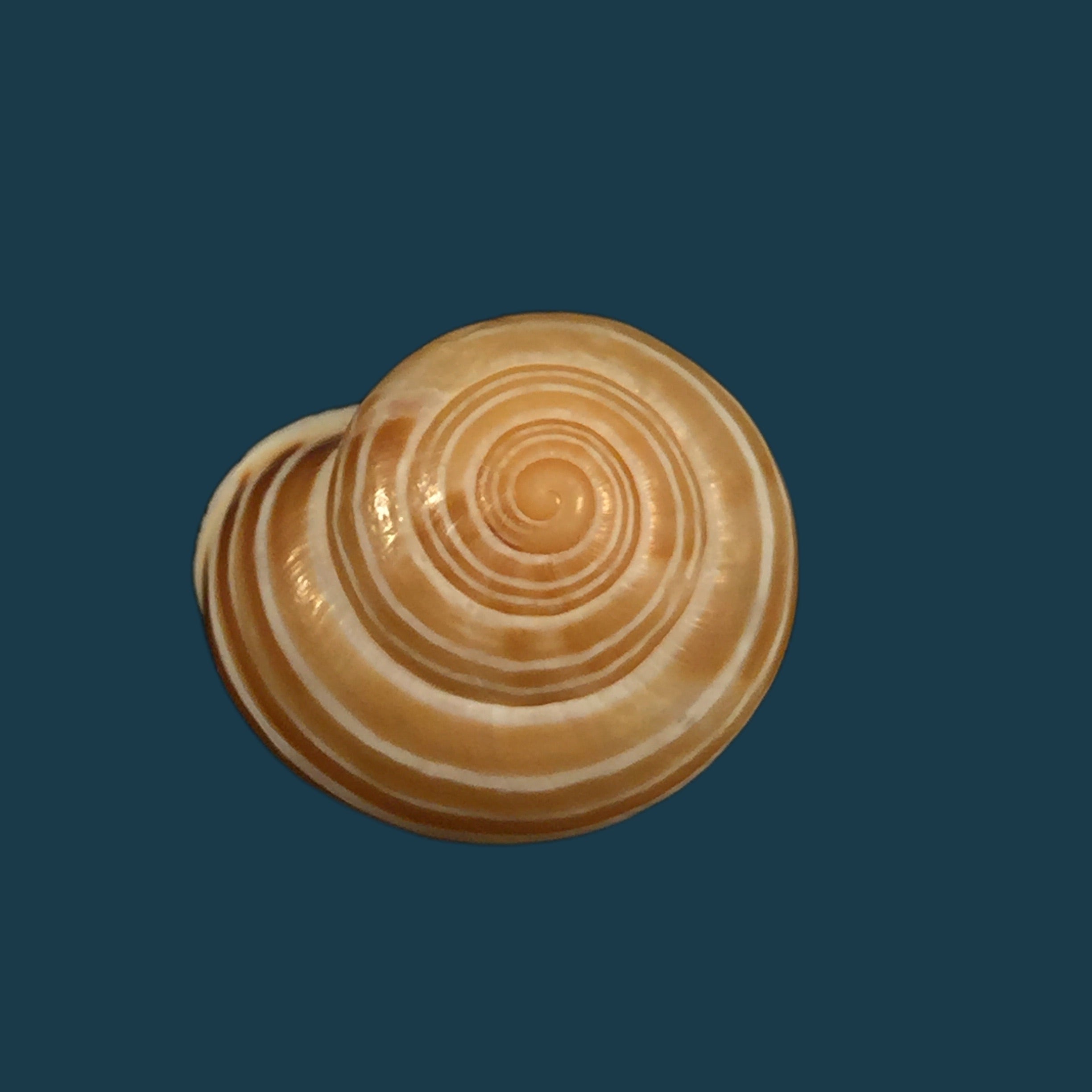 Alabastrina tilmiratensis Pallary, 1933- 24,4mm