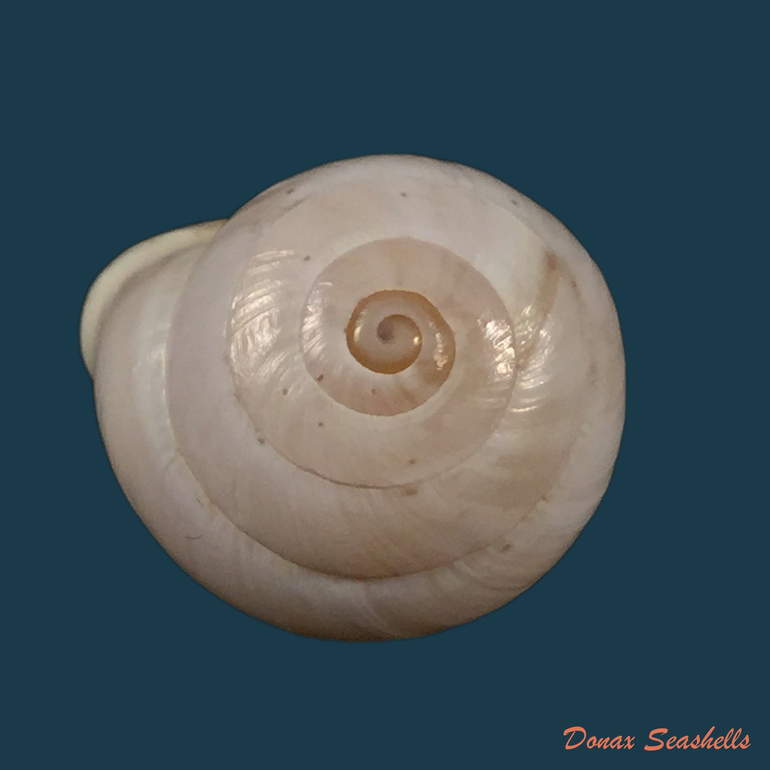 copia-de-alabastrina-tistutensis-j-ahuir-2018-24mm
