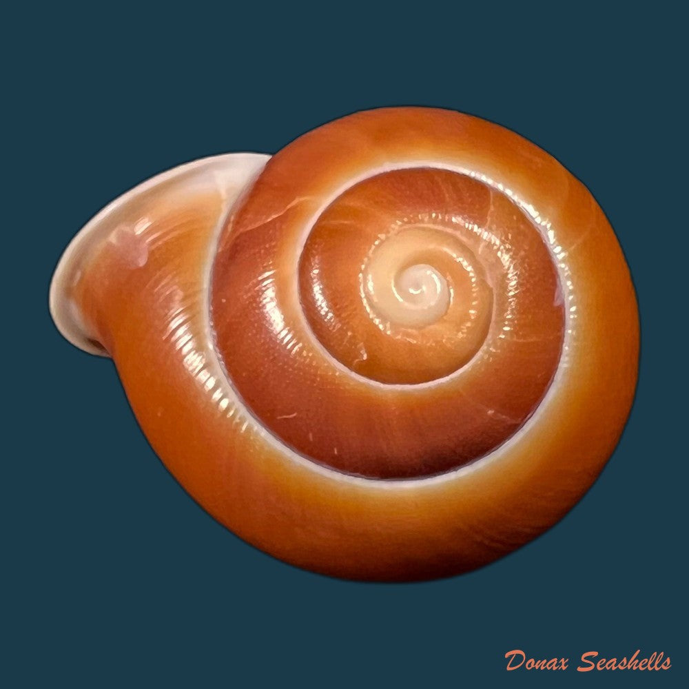 copia-de-albersia-granulata-quoy-gaimard-1832-41mm