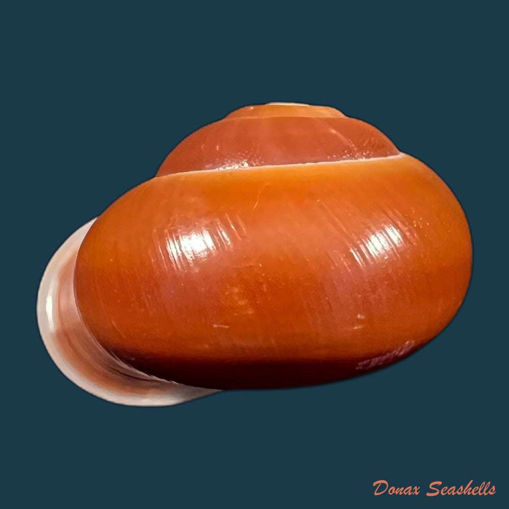 copia-de-albersia-granulata-quoy-gaimard-1832-41mm