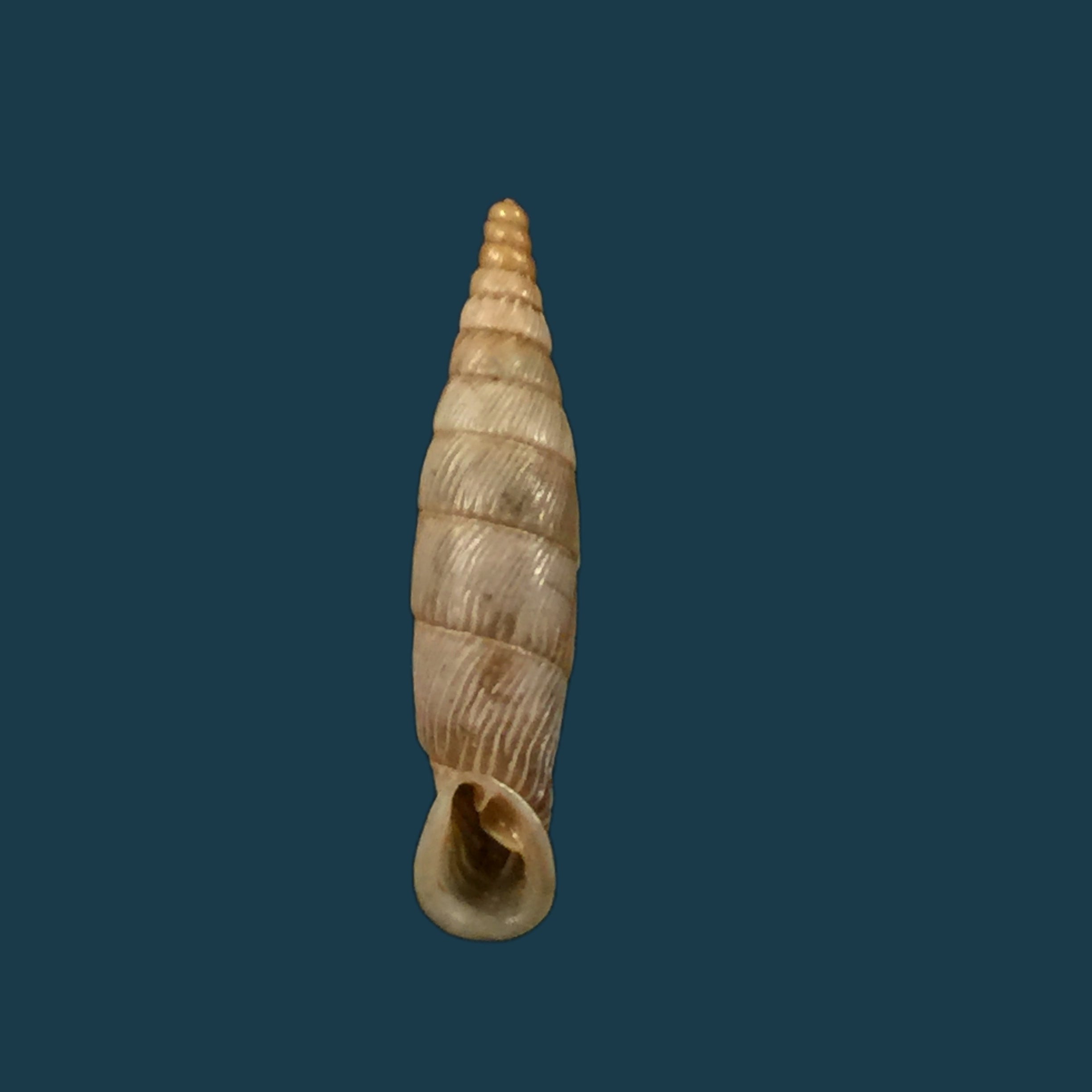 Albinaria papillifera papillifera Nordseick, 1993 - 18,9mm