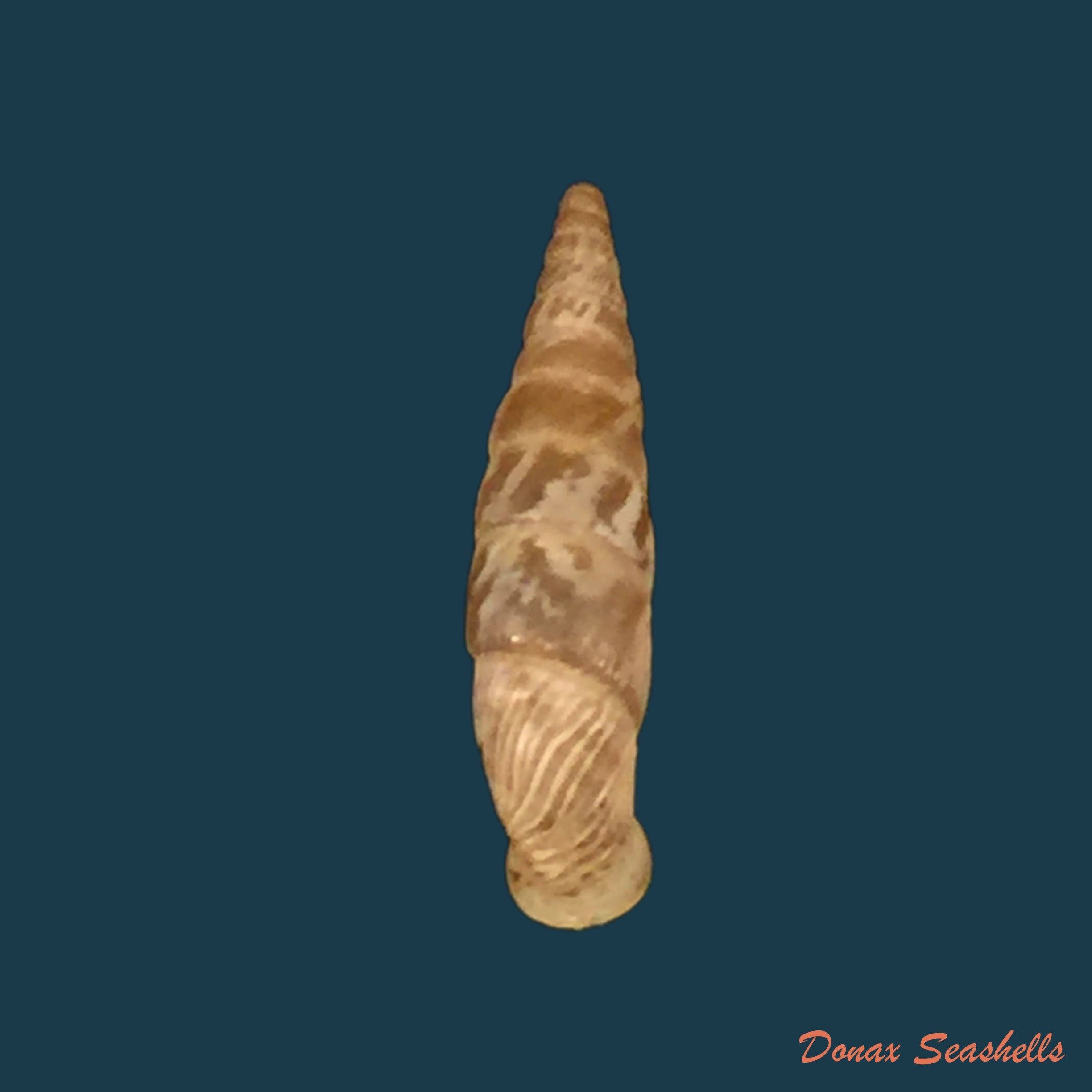 copia-de-albinaria-agesilaos-e-c-von-martens-1873-19-2mm