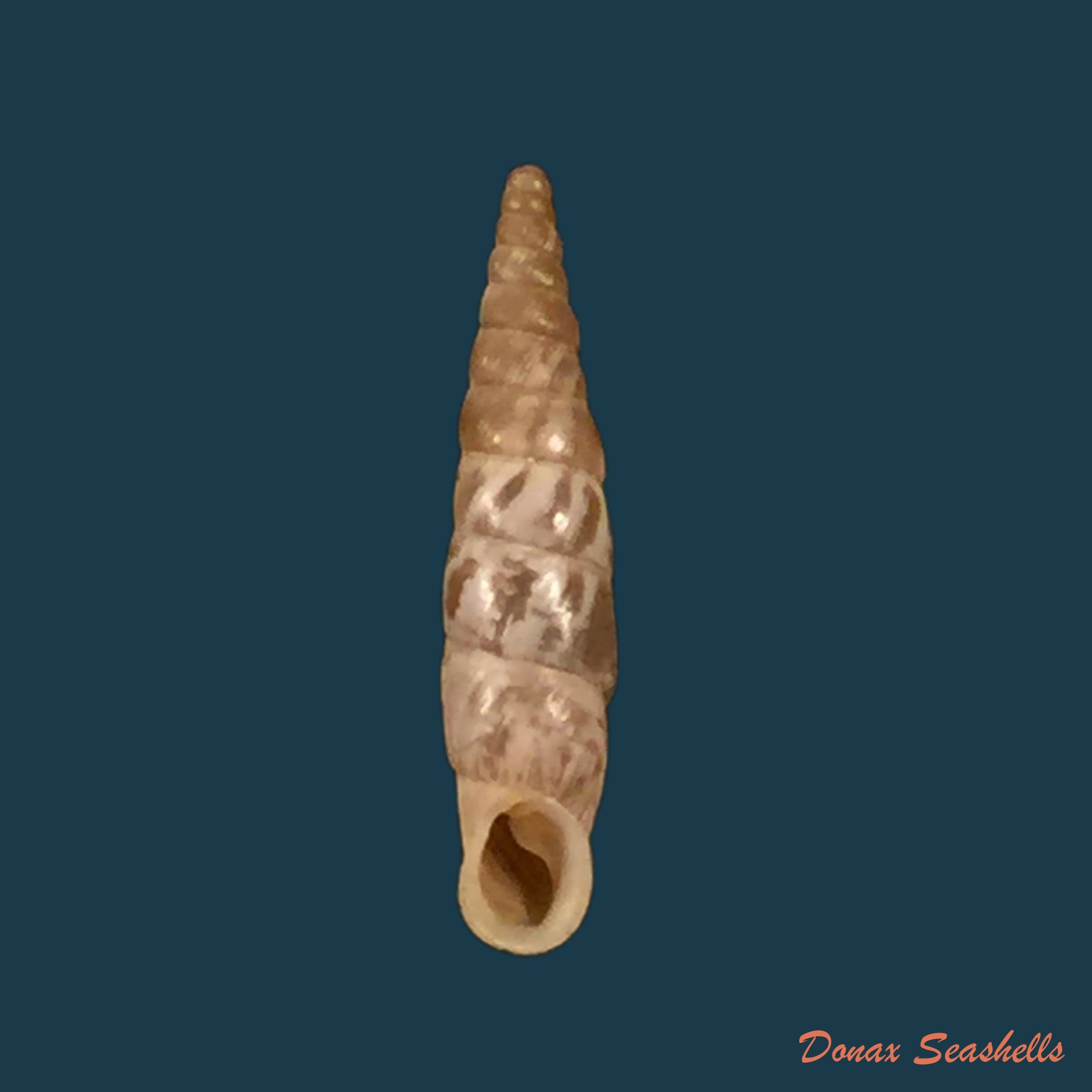 copia-de-albinaria-agesilaos-e-c-von-martens-1873-19-2mm