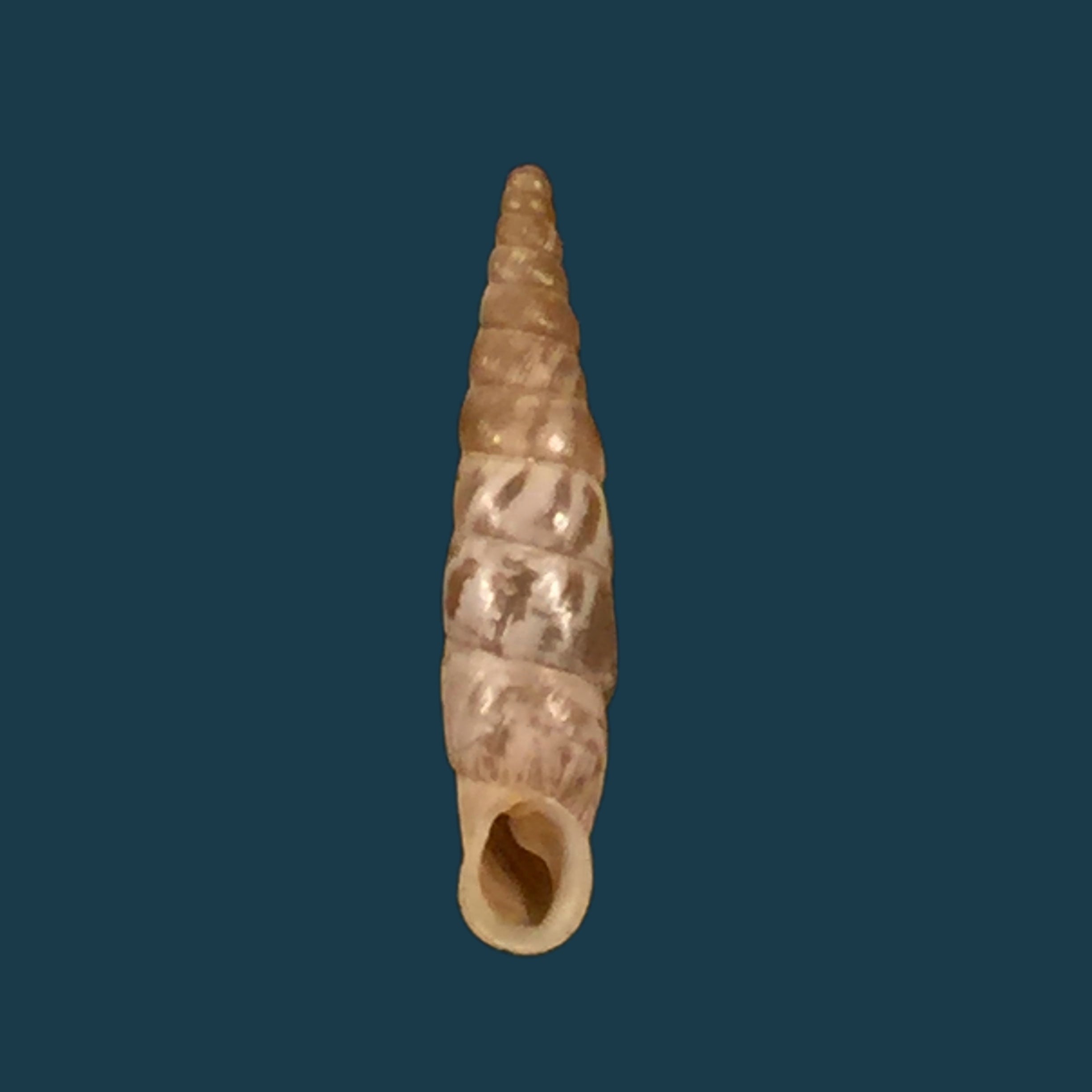 Albinaria arcadica (L. Pfeiffer, 1868) - 18 毫米
