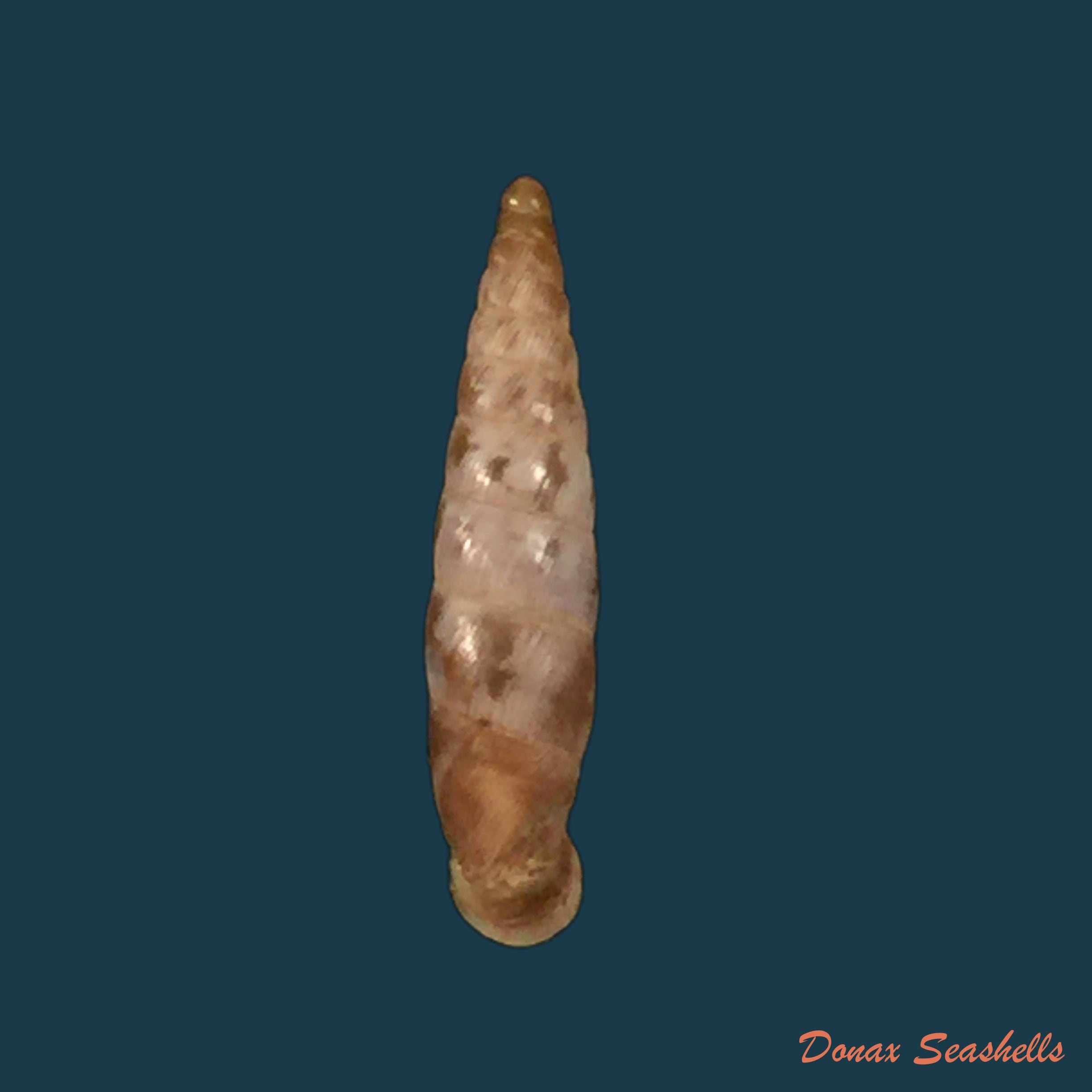 copia-de-albinaria-arcadica-boettger-1878-18mm