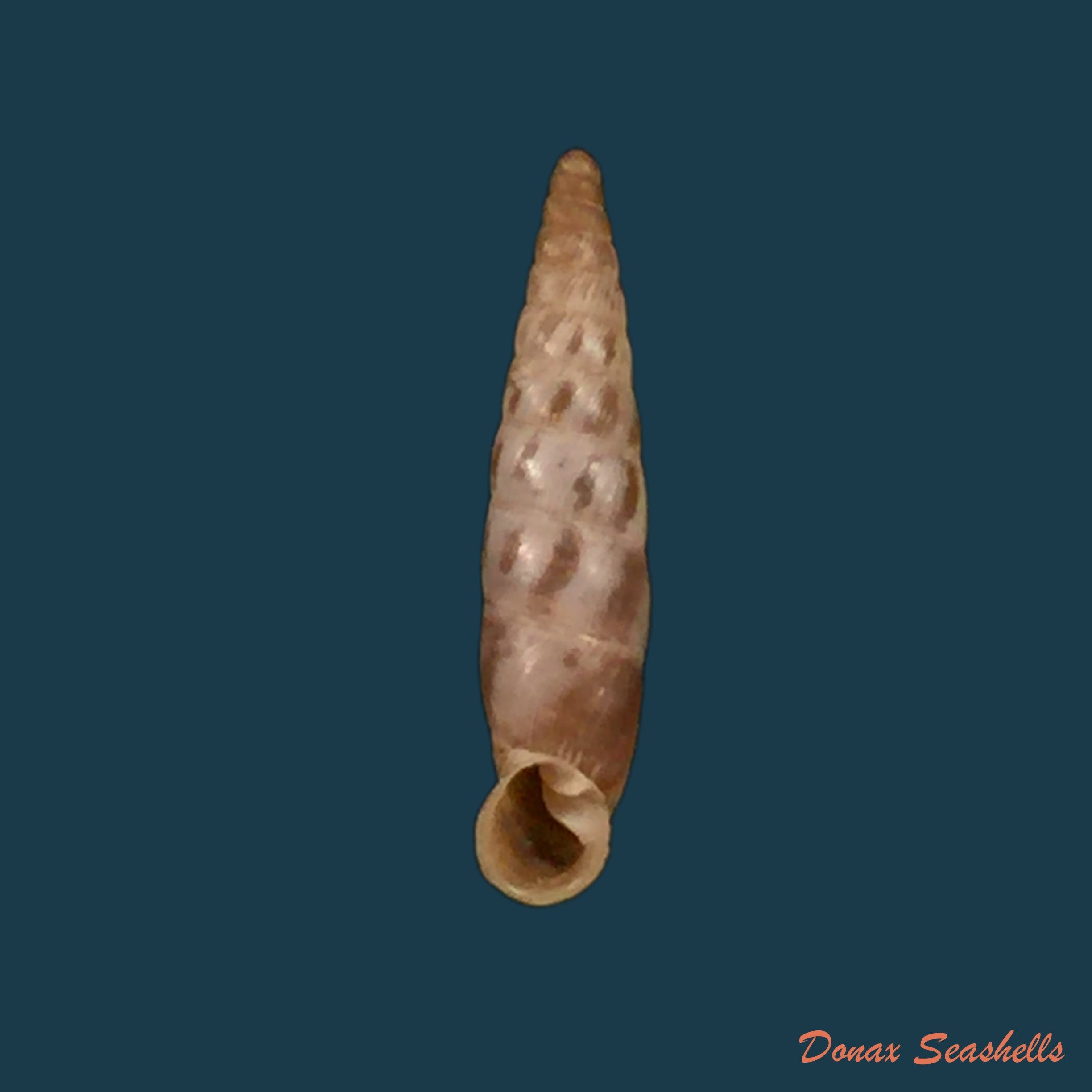 copia-de-albinaria-arcadica-boettger-1878-18mm