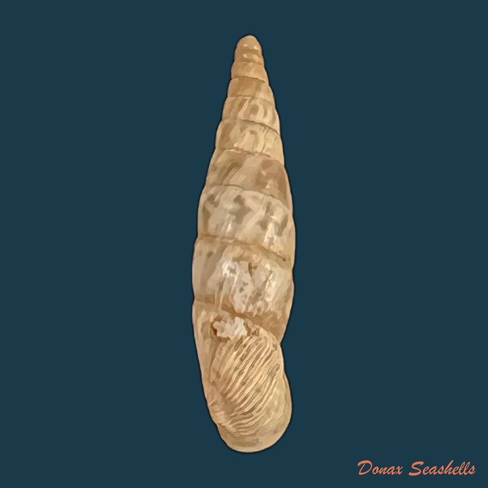 copia-de-albinaria-arcadica-o-boettger-1878-17-3mm-1