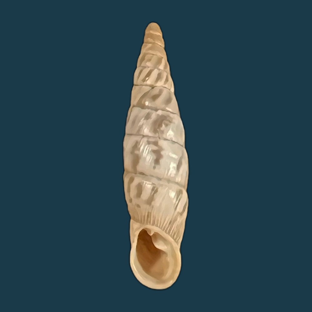 copia-de-albinaria-arcadica-o-boettger-1878-17-3mm-1