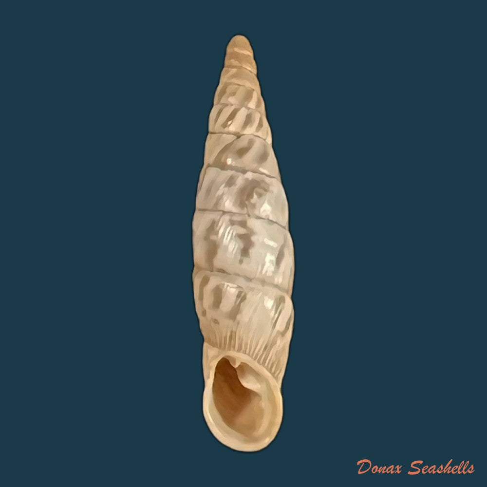 copia-de-albinaria-arcadica-o-boettger-1878-17-3mm-1