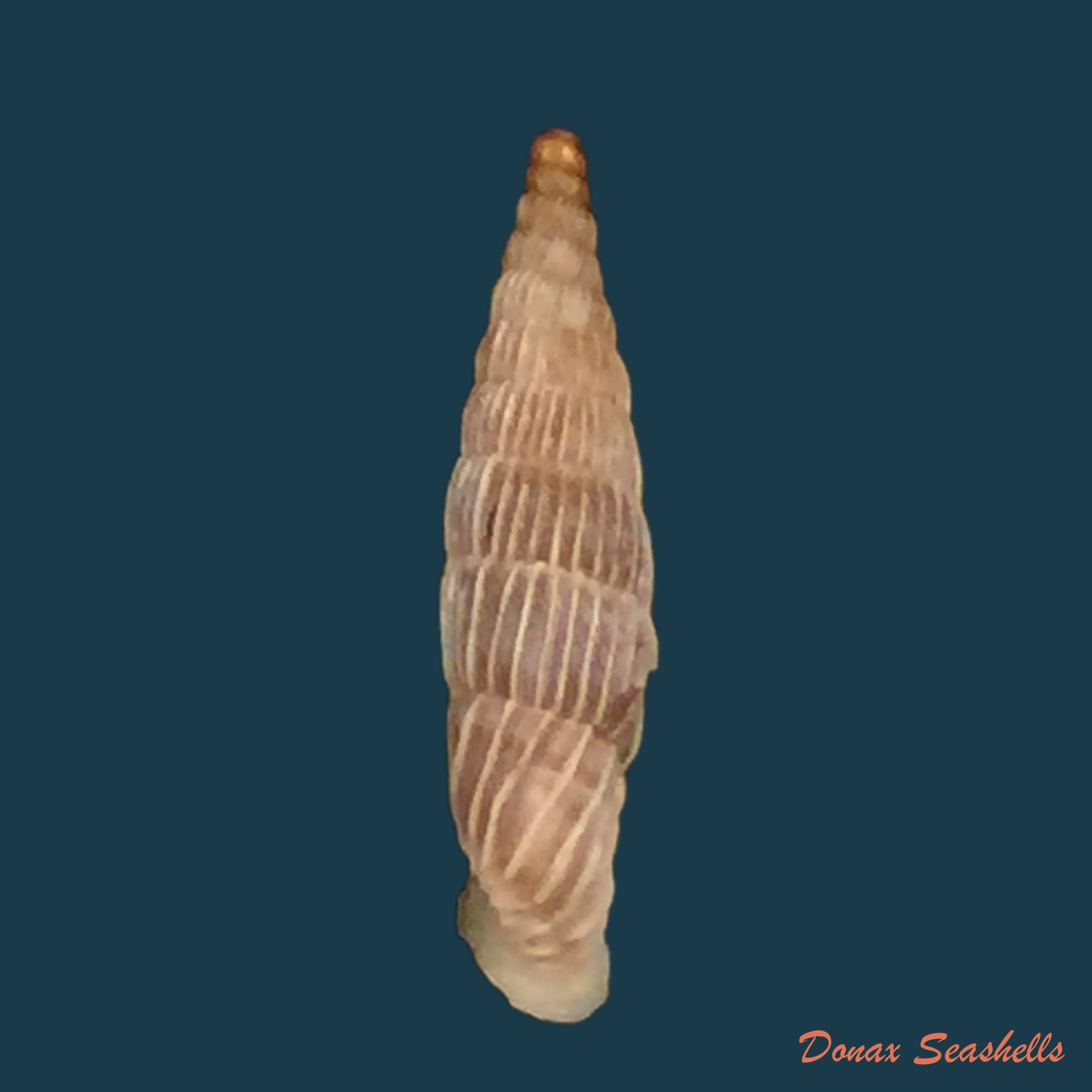 copia-de-albinaria-brevicollis-kosensis-pfeiffer-1855-15-2mm