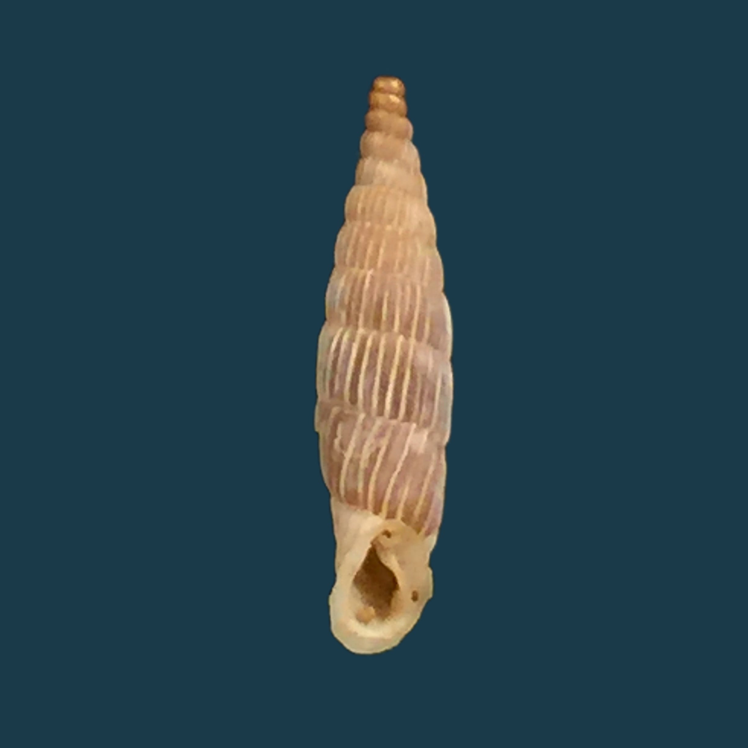 Albinaria lerosiensis (Pfeiffer, 1841) - 15,7毫米