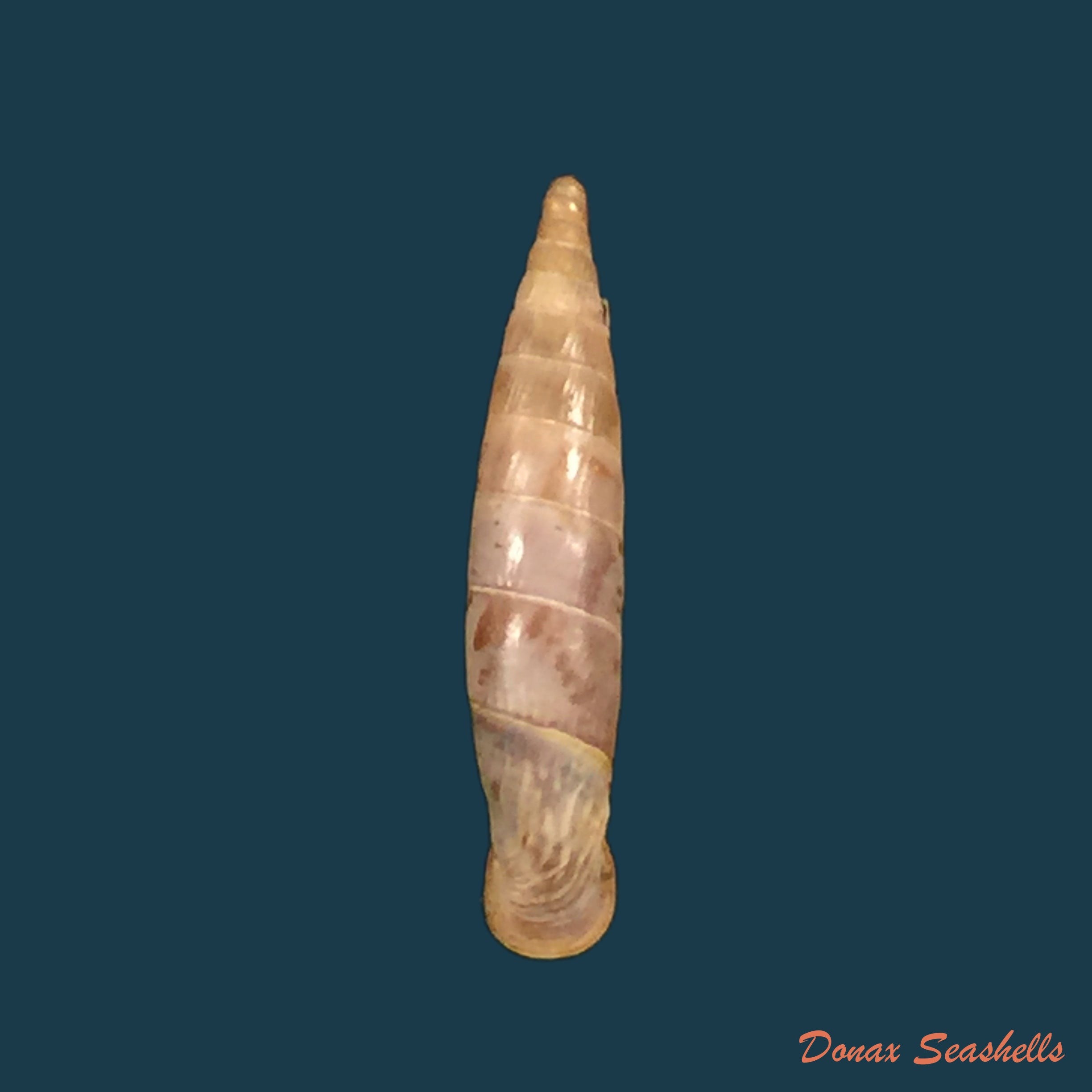 copia-de-albinaria-candida-l-pfeiffer-1850-20-7mm