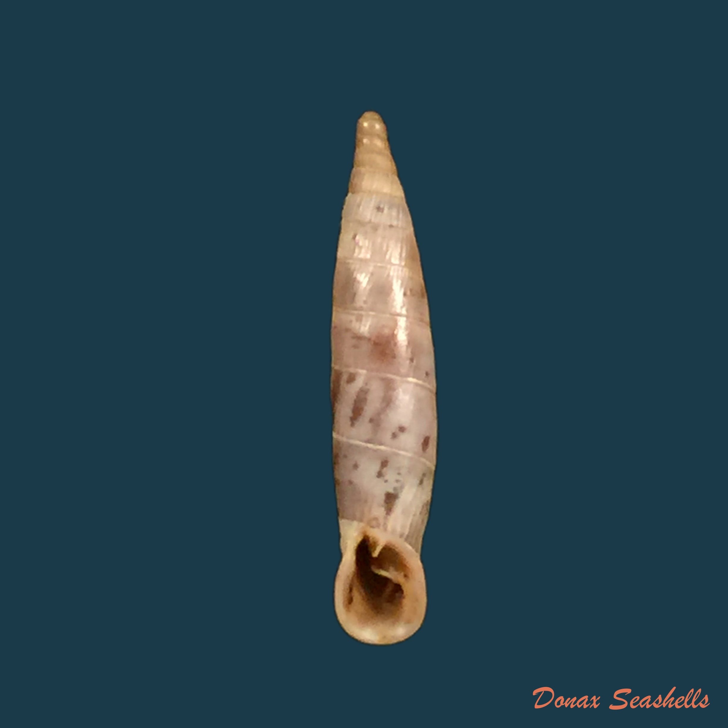 copia-de-albinaria-candida-l-pfeiffer-1850-20-7mm