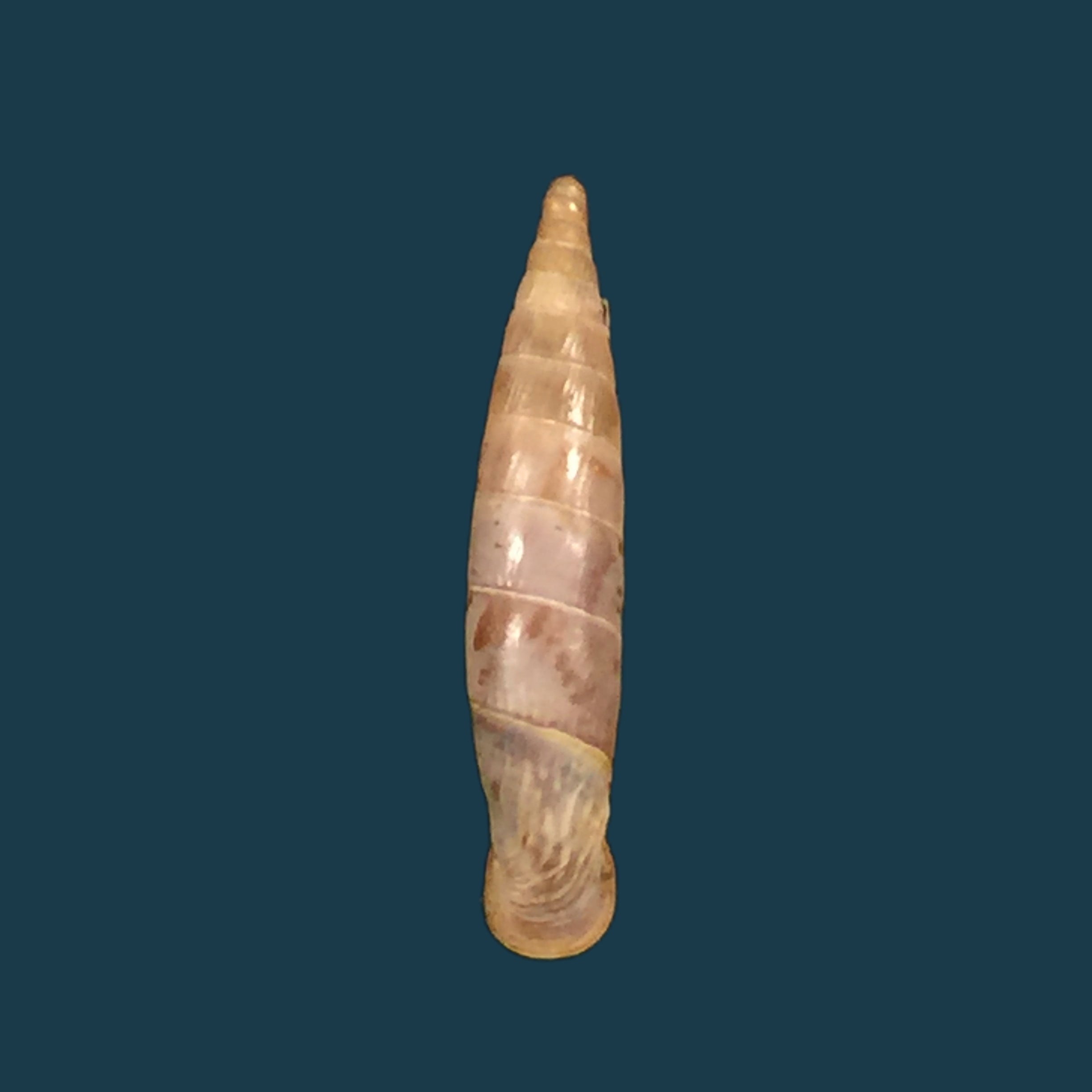 Albinaria candida (L. Pfeiffer, 1850) - 20,8mm