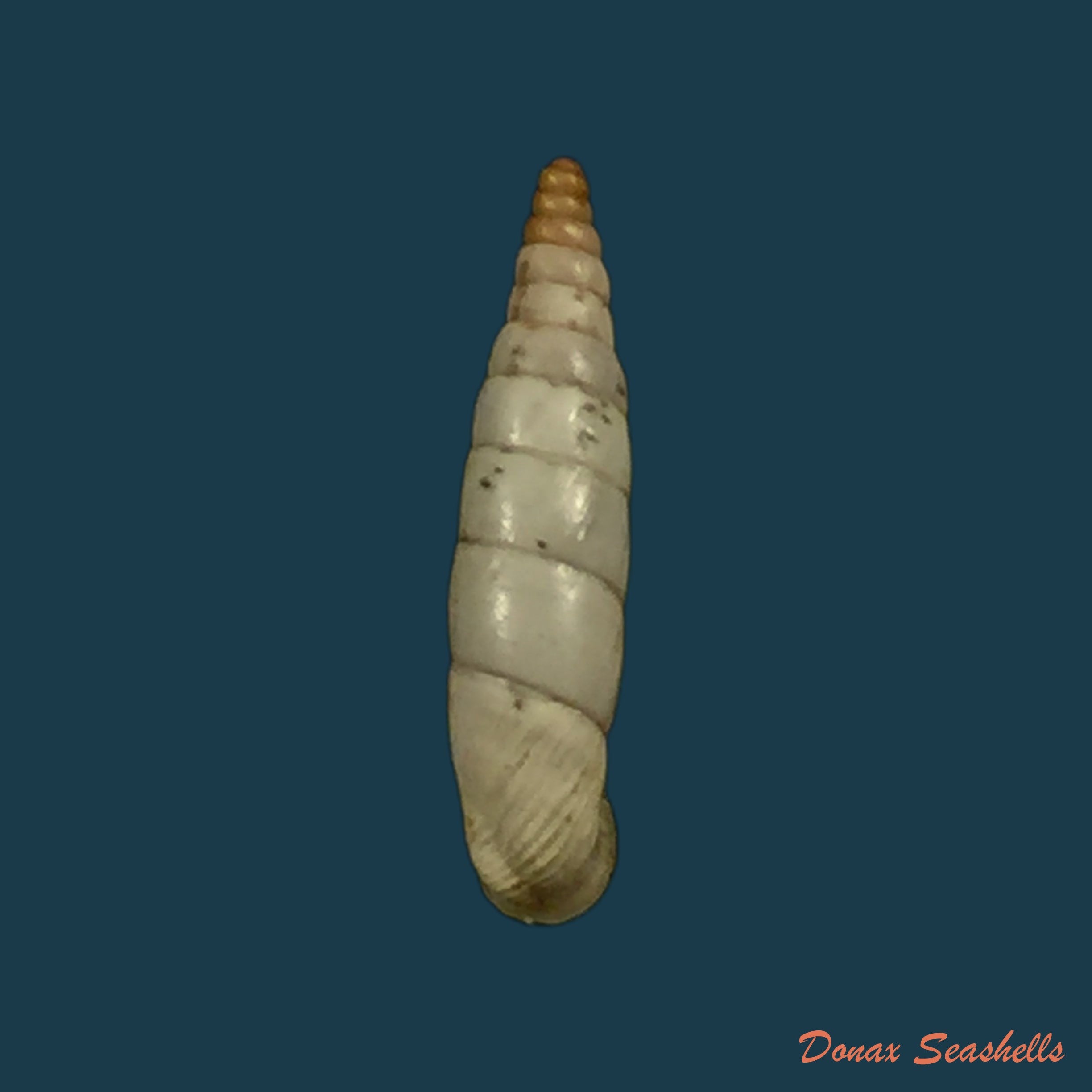 copia-de-albinaria-corrugata-turgida-a-j-wagner-1924-21-1mm