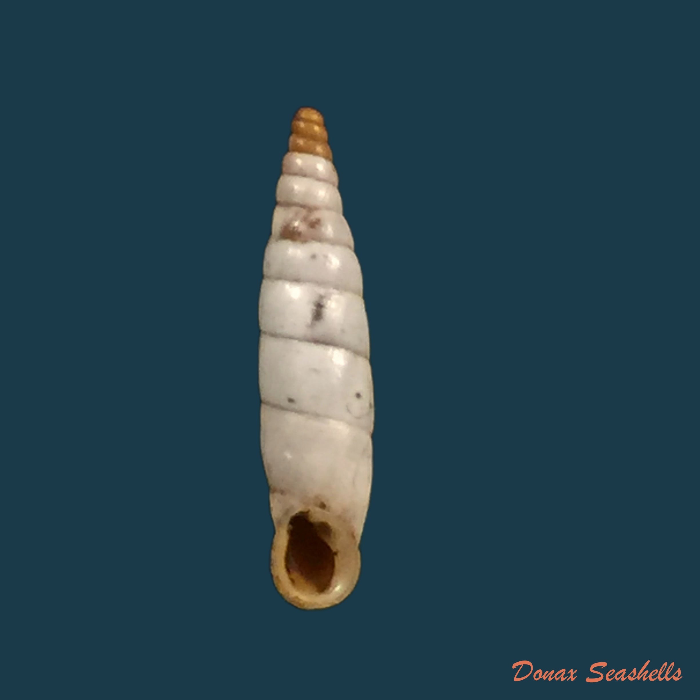 copia-de-albinaria-corrugata-turgida-a-j-wagner-1924-21-1mm