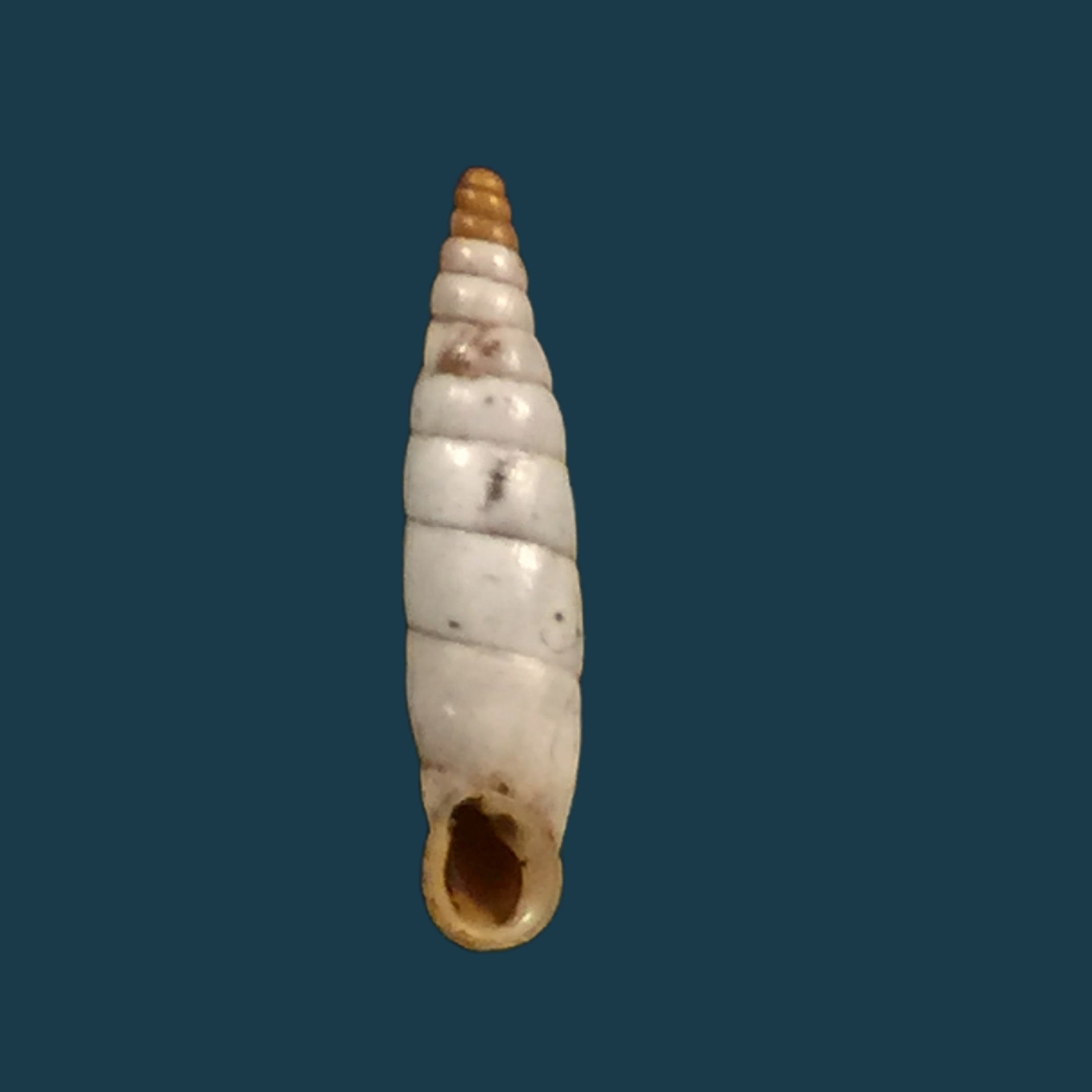 Albinaria caerulea maculata (Rossmässler, 1836) - 15,1mm