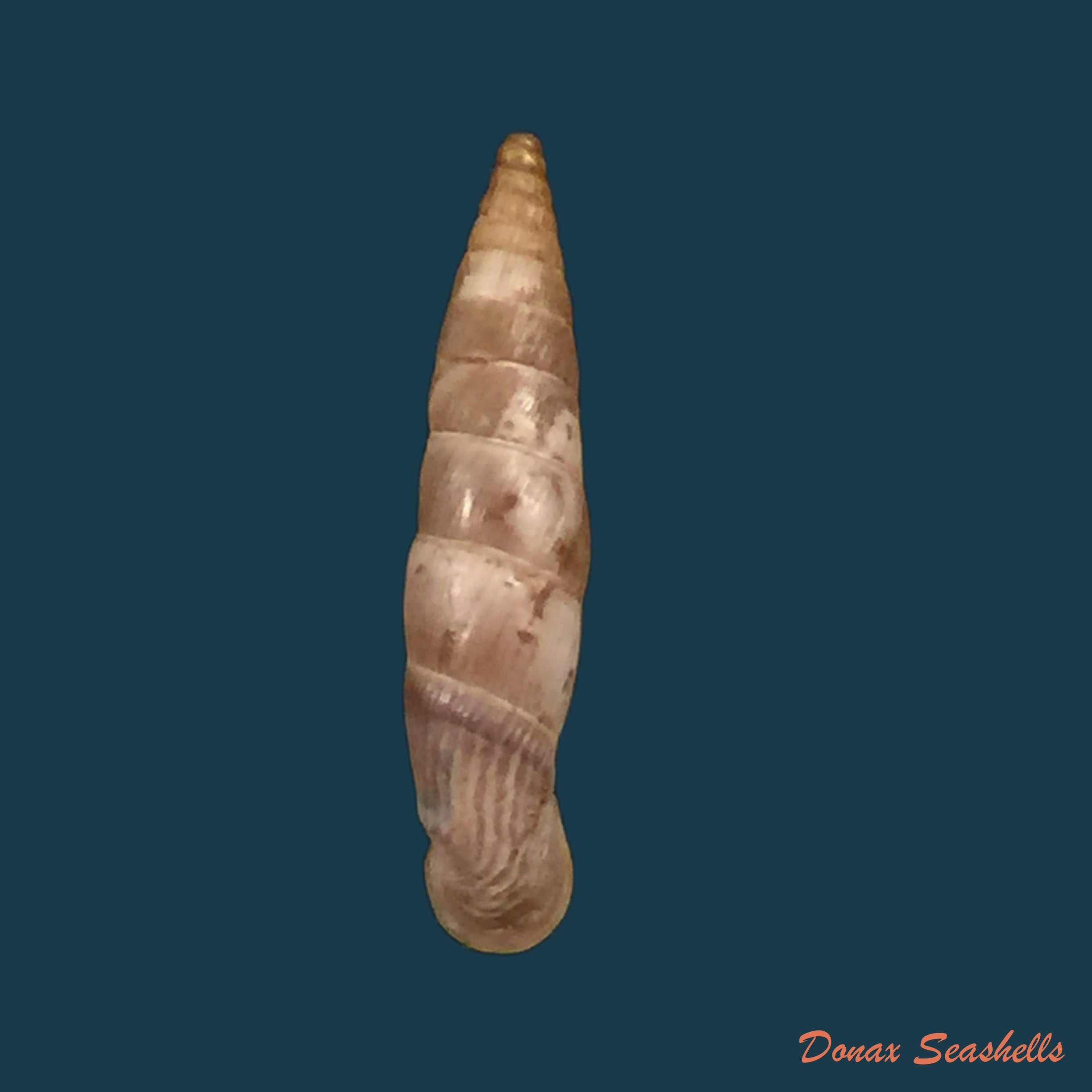 copia-de-albinaria-cretensis-byzantina-charpentier-1852-24-1mm