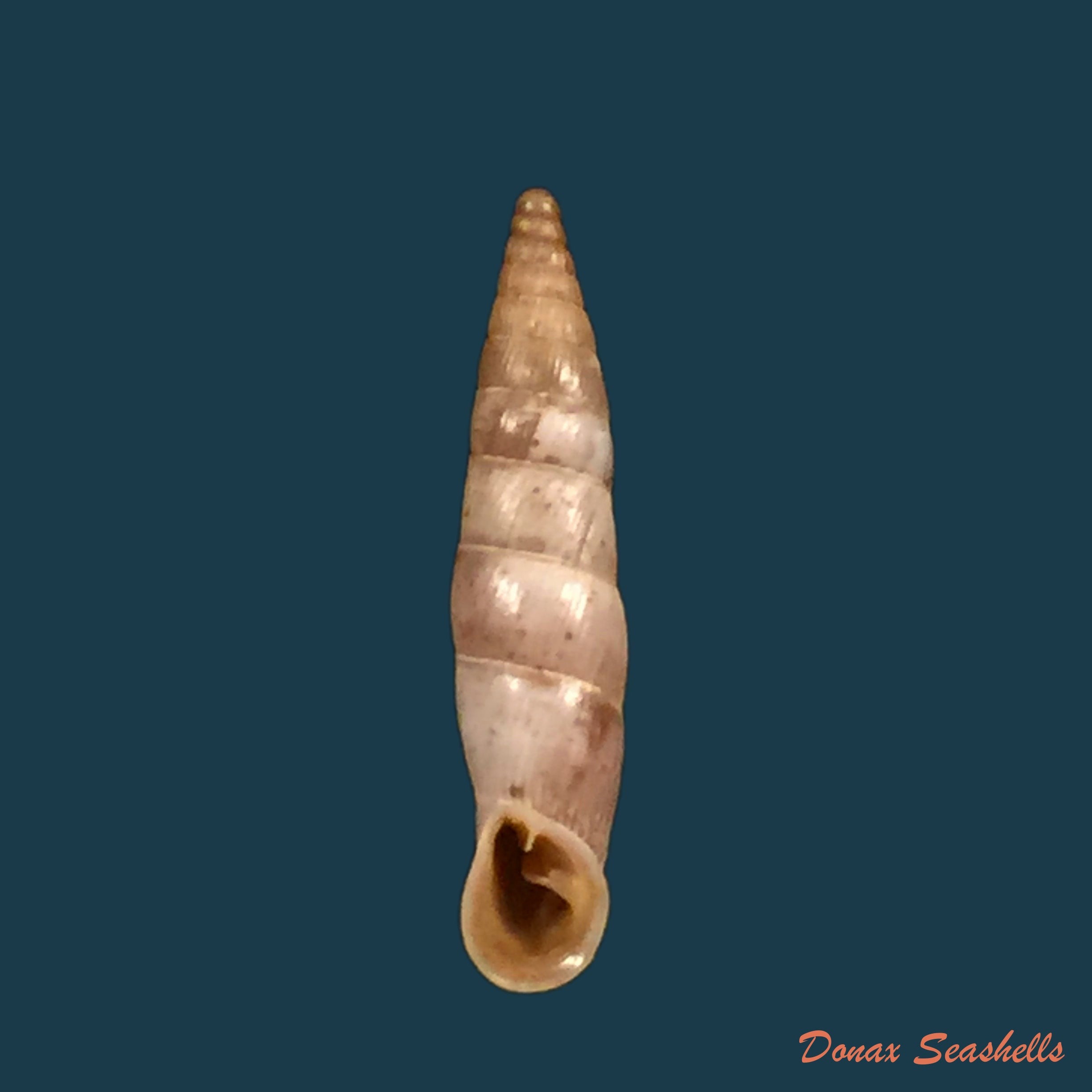 copia-de-albinaria-cretensis-byzantina-charpentier-1852-24-1mm