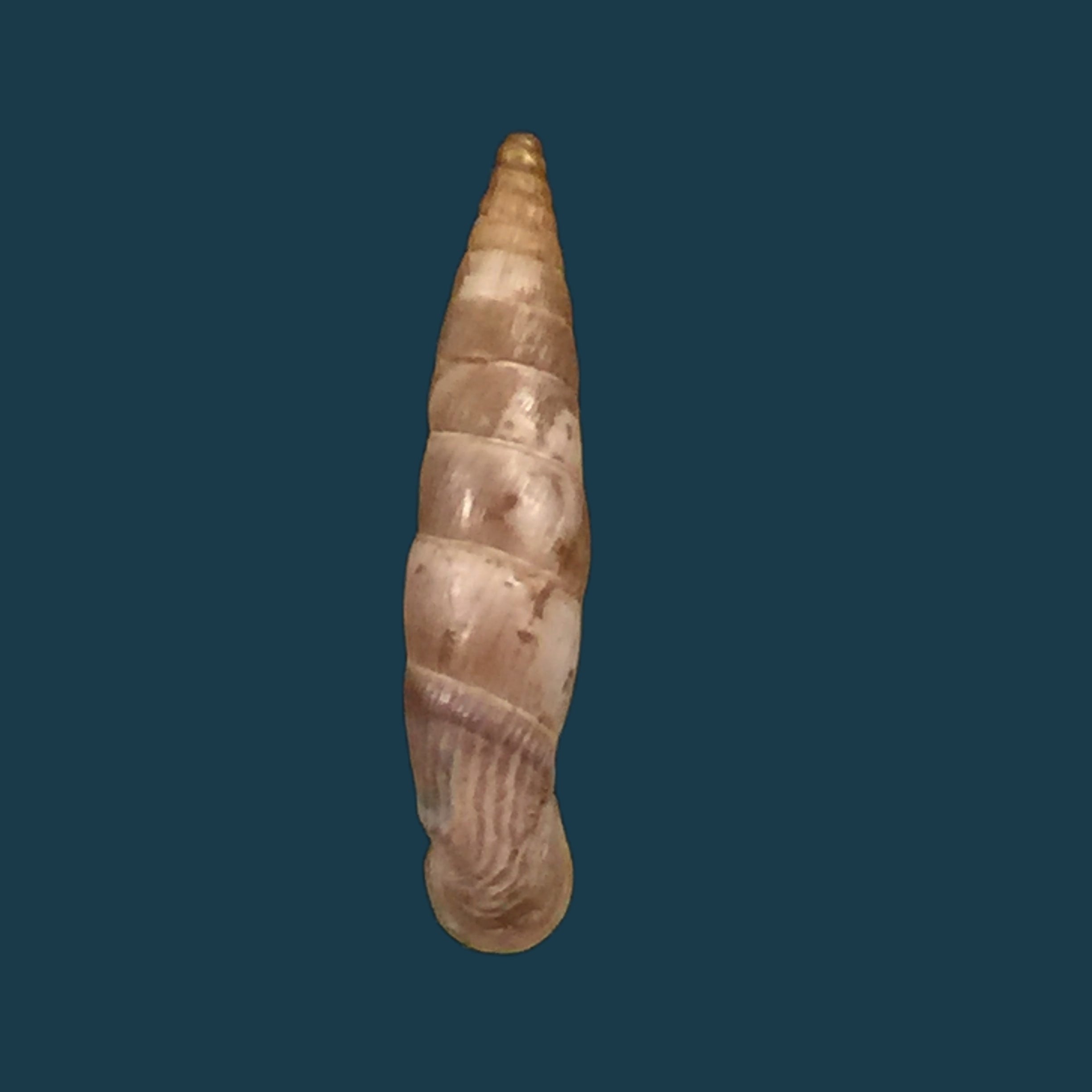 Albinaria candida (L. Pfeiffer, 1850) - 20,7mm