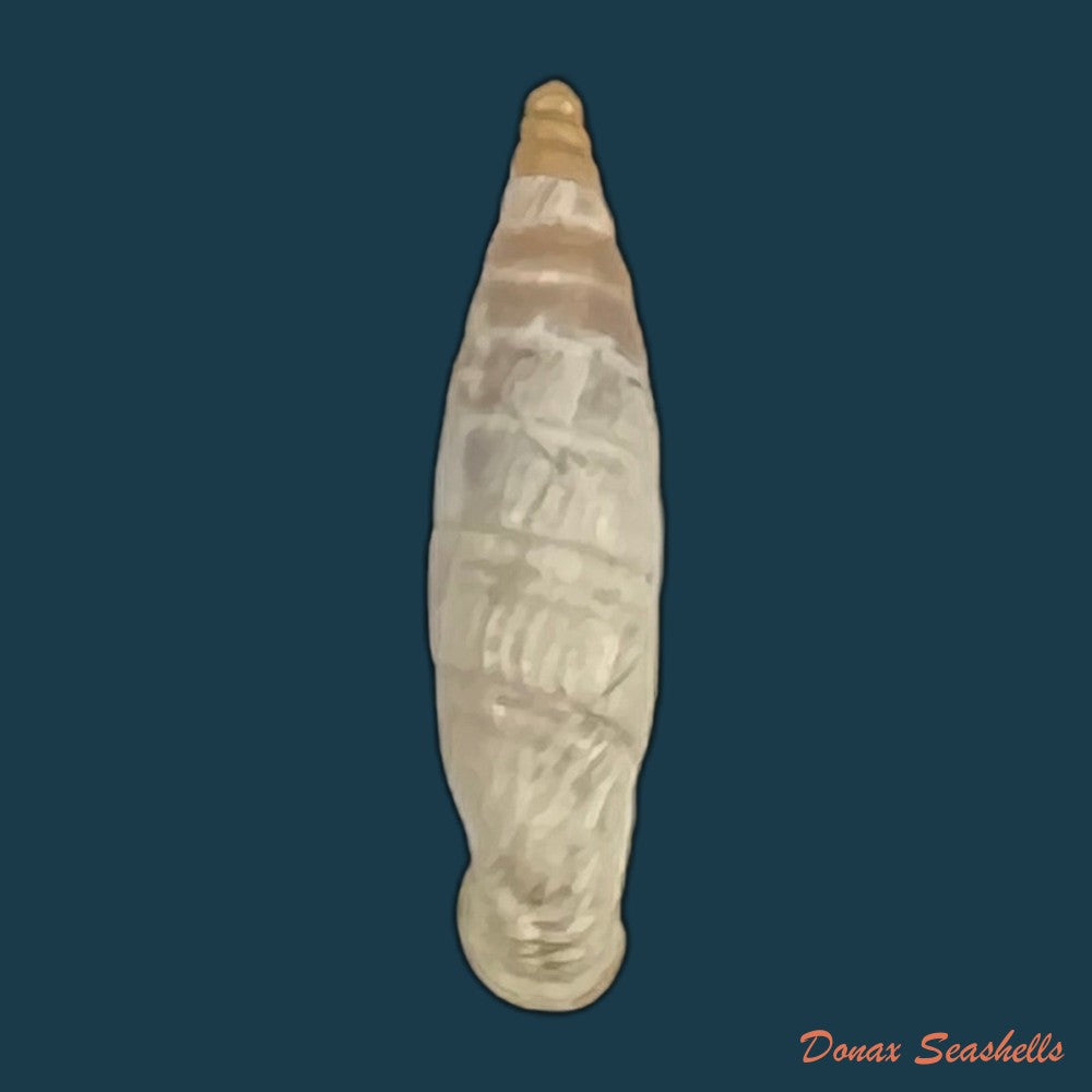 copia-de-albinaria-cretensis-virginea-l-pfeiffer-1846-17-3mm-2