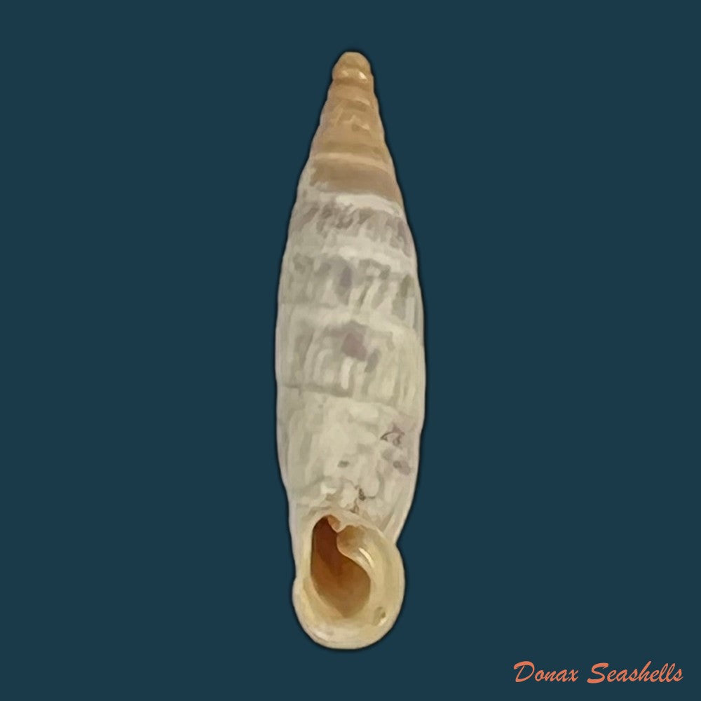 copia-de-albinaria-cretensis-virginea-l-pfeiffer-1846-17-3mm-2
