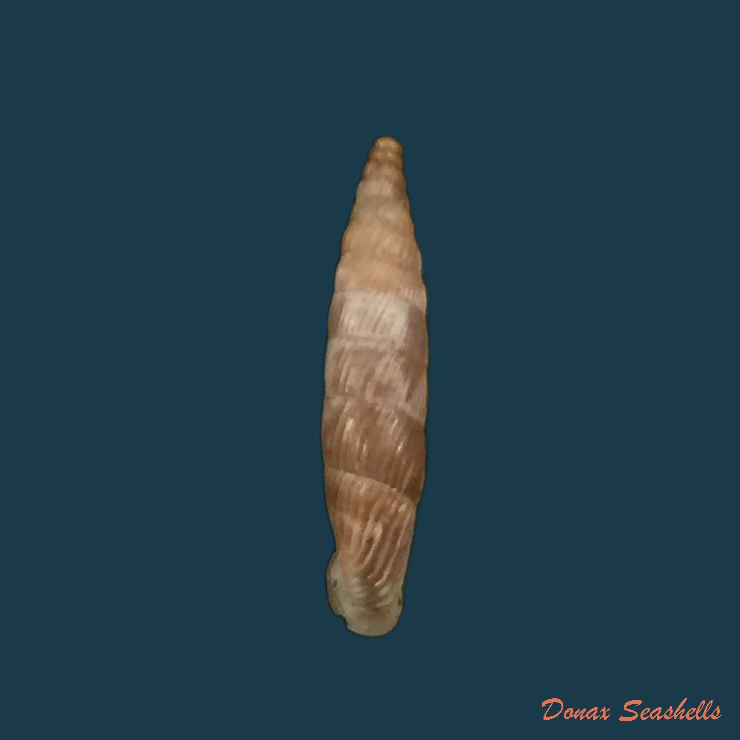 copia-de-albinaria-cretensis-virginea-l-pfeiffer-1846-17-3mm